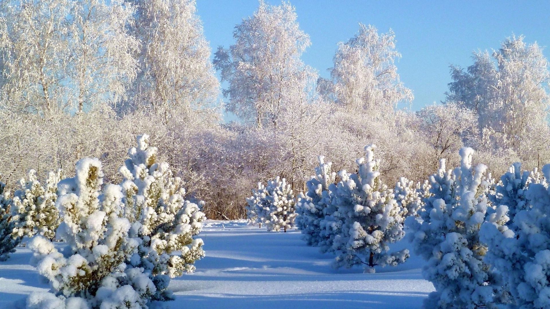 冬天 雪 树 霜 季节 自然 树枝 寒冷 景观 冰冻 木材 好天气 植物 户外 天气 冰 花