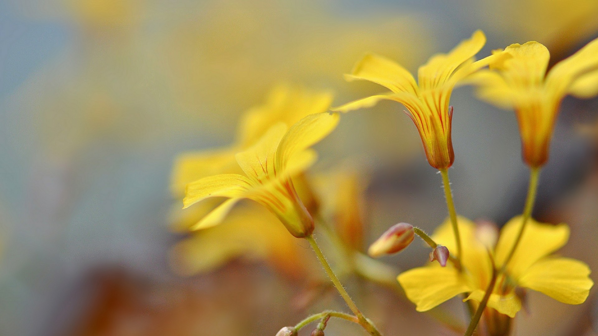 fiori natura sfocatura fiore estate foglia all aperto flora bel tempo sole luminoso crescita