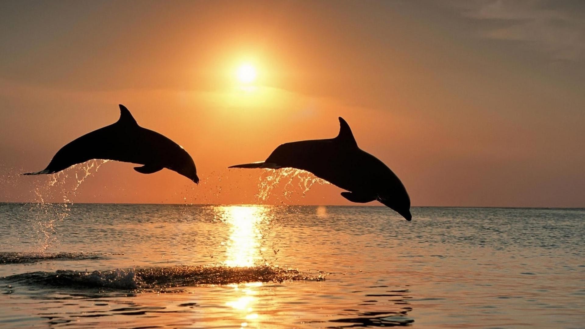 animales agua delfín soplador océano mar ballena puesta de sol sol natación mamífero naturaleza playa