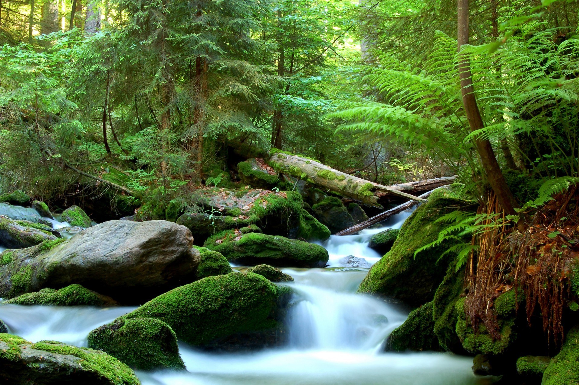 rivières étangs et ruisseaux étangs et ruisseaux bois mousse nature eau feuille paysage cascade fern ruisseau arbre rivière parc sauvage ruisseau forêt tropicale automne environnement extérieur rock