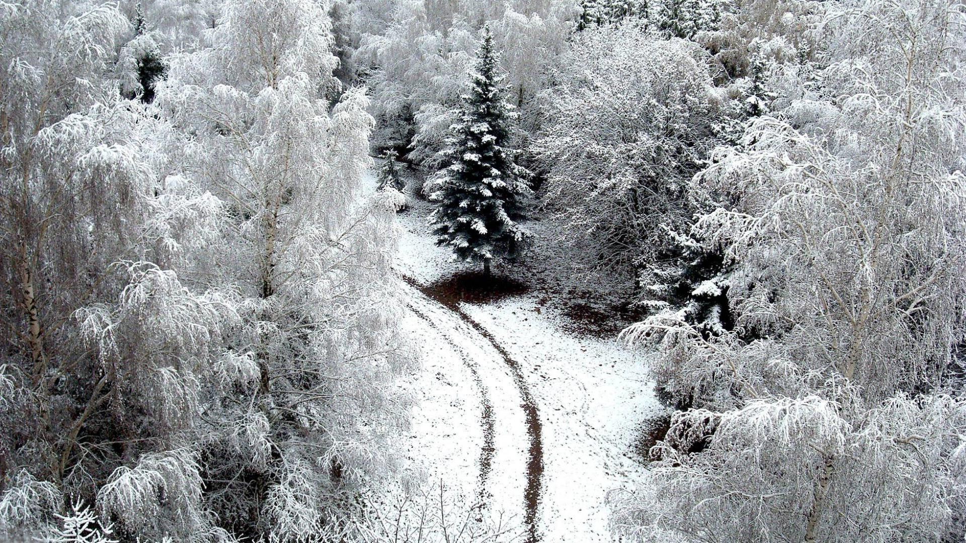 inverno gelo neve freddo congelato ghiaccio stagione gelido legno tempo ghiacciato neve-bianco albero natura paesaggio tempesta di neve natale