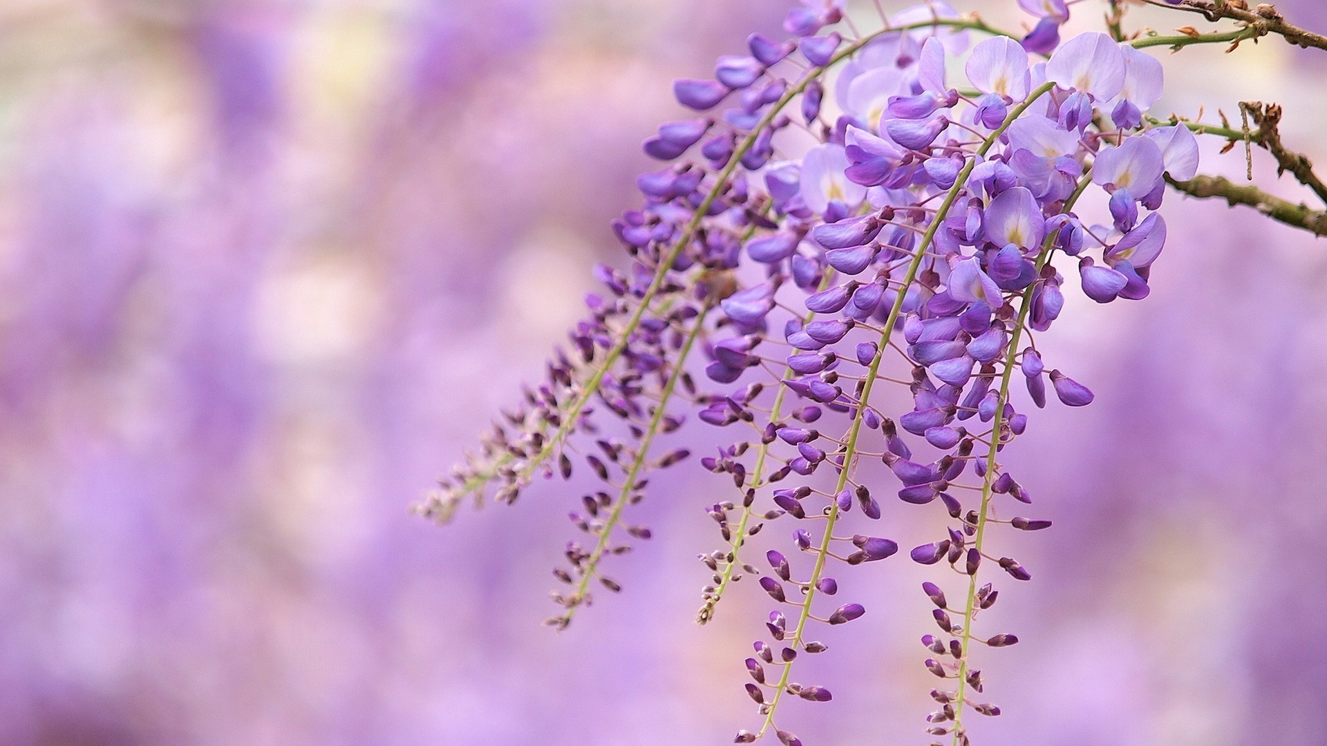 blumen blume natur flora violet blühen garten sommer im freien blütenblatt blumen blatt saison schließen lavendel farbe unschärfe wachstum park botanisch