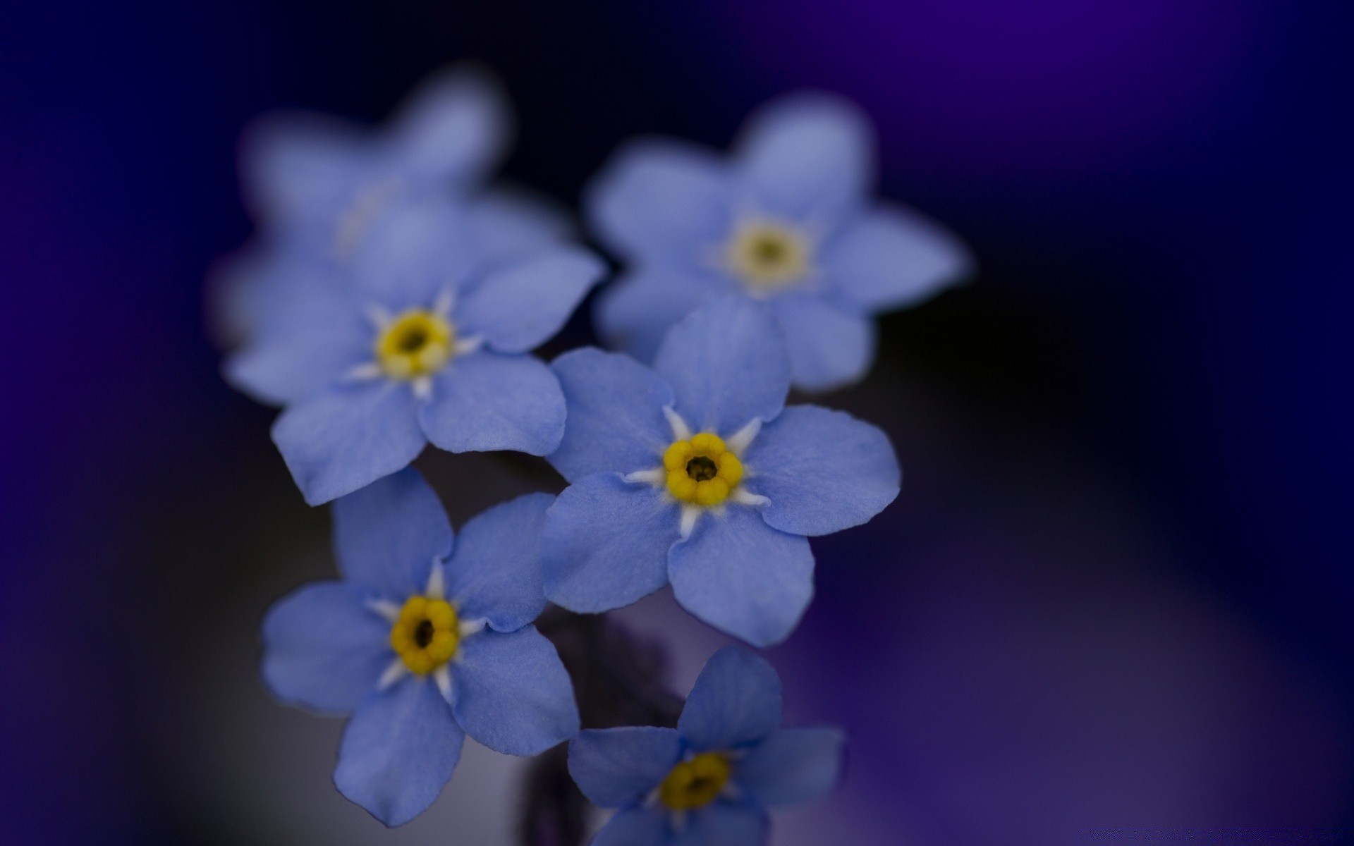 macro flower nature flora petal bright color floral leaf blooming summer