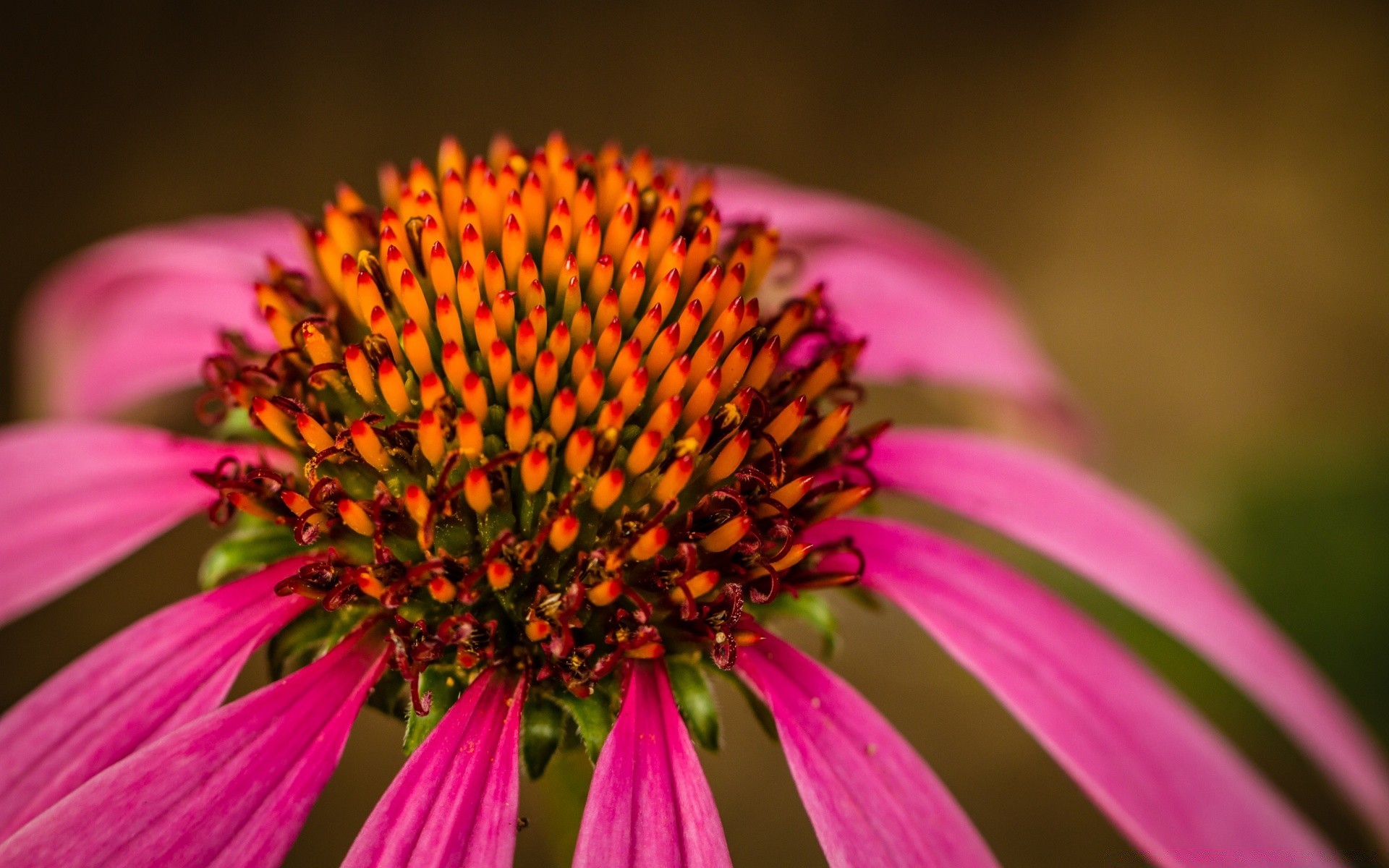 macro flor natureza jardim flora verão ao ar livre perene echinacea pétala folha blooming close-up inseto floral brilhante cor