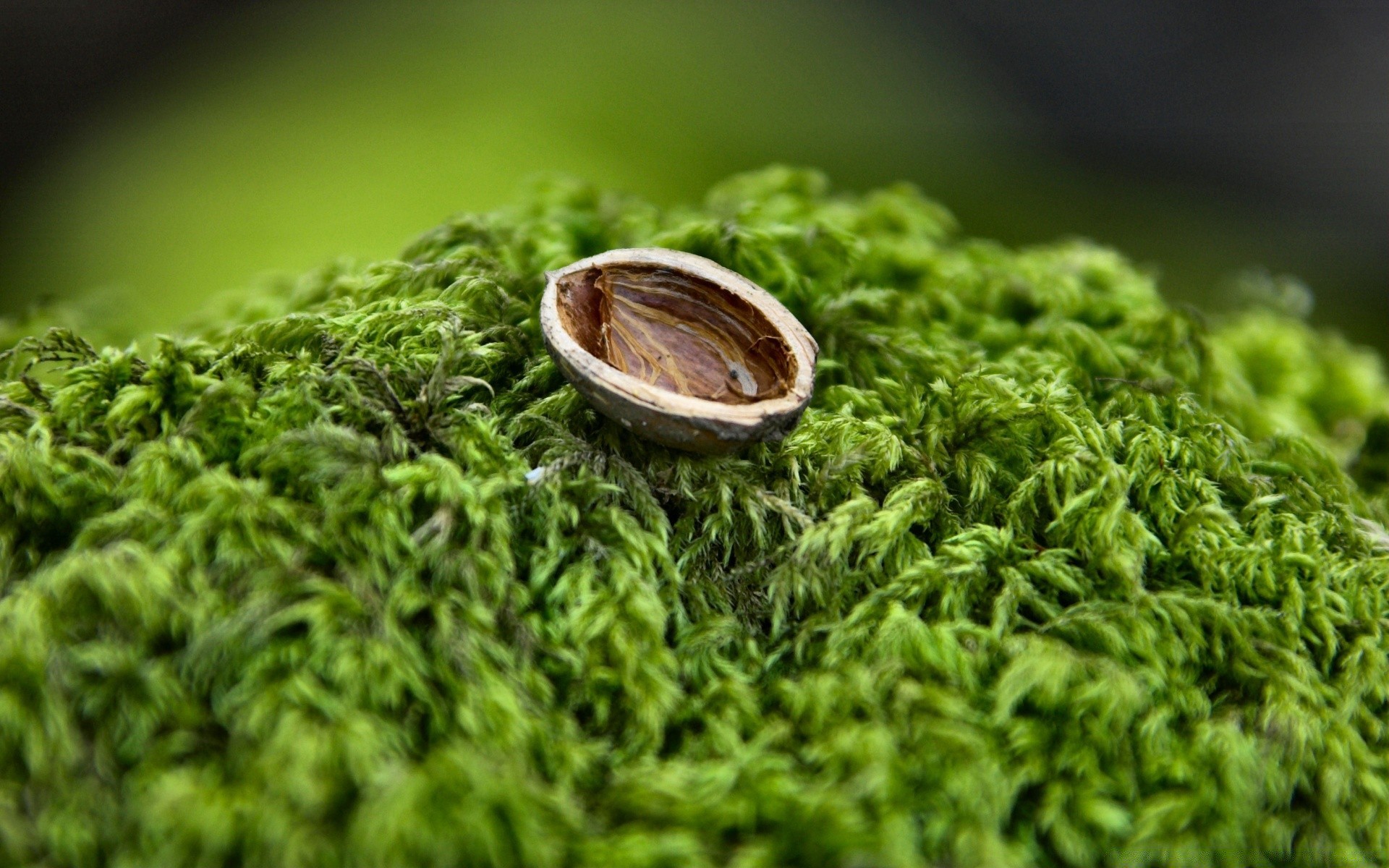 macro leaf flora nature grass herb food desktop freshness close-up