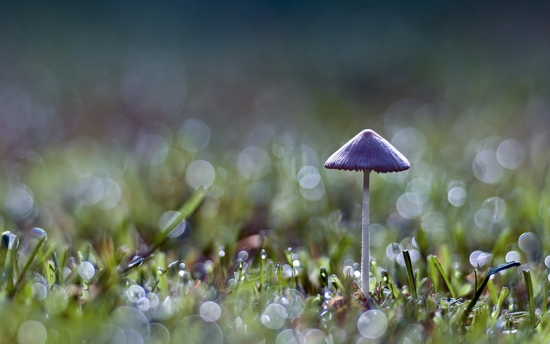 makro trawa natura grzyb grzyb flora lato kwiat sianokosy na zewnątrz dziki sezon kolor wzrost pole mech jesień liść dobra pogoda rozmycie