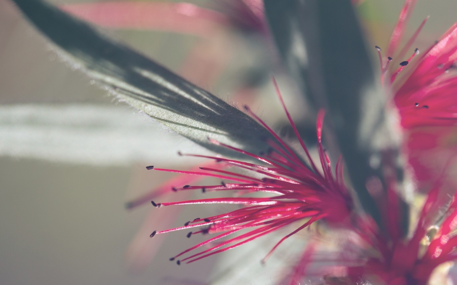 macro flower nature color summer blur flora insect bright close-up