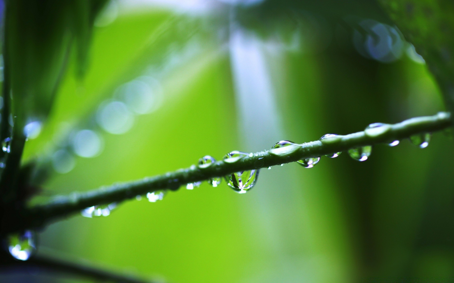 macro rain dew drop leaf droplet flora purity nature garden raindrop water blur focus dof freshness environment growth dawn wet