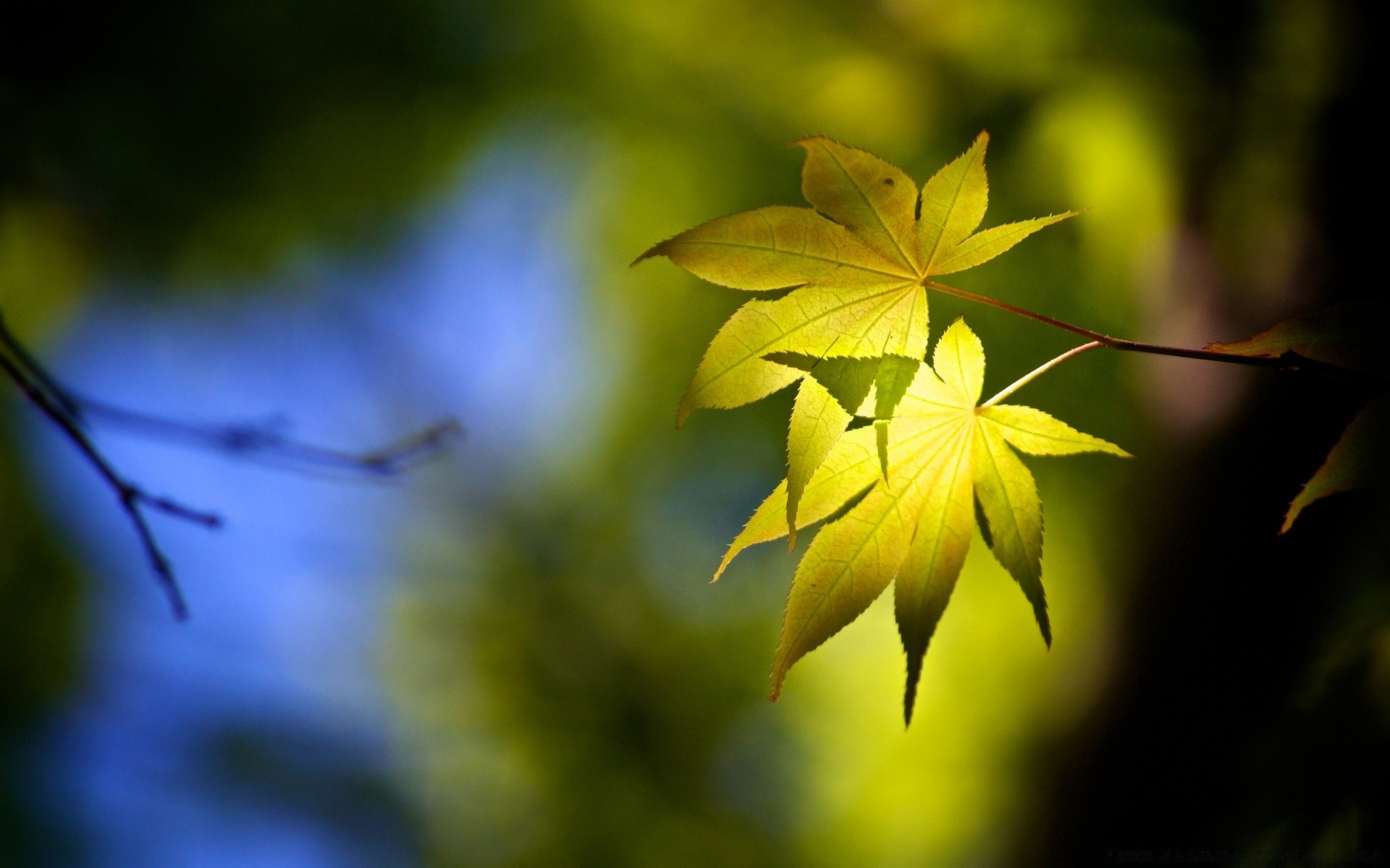 宏观摄影 叶 自然 模糊 植物 户外 树 光 花园 生长 明亮 花 颜色 生物 夏天 秋天 环境 木材