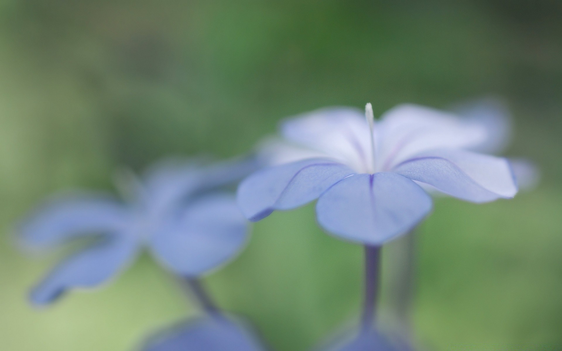 makro fotoğrafçılığı doğa yaprak bulanıklık flora yaz çiçek büyüme açık havada parlak bahçe narin çimen