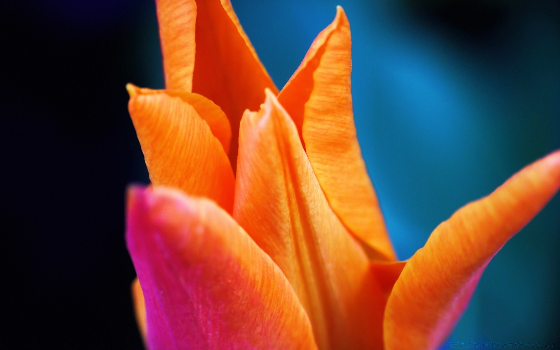 macro flor naturaleza pétalo tulipán flora verano brillante hoja al aire libre amor jardín color