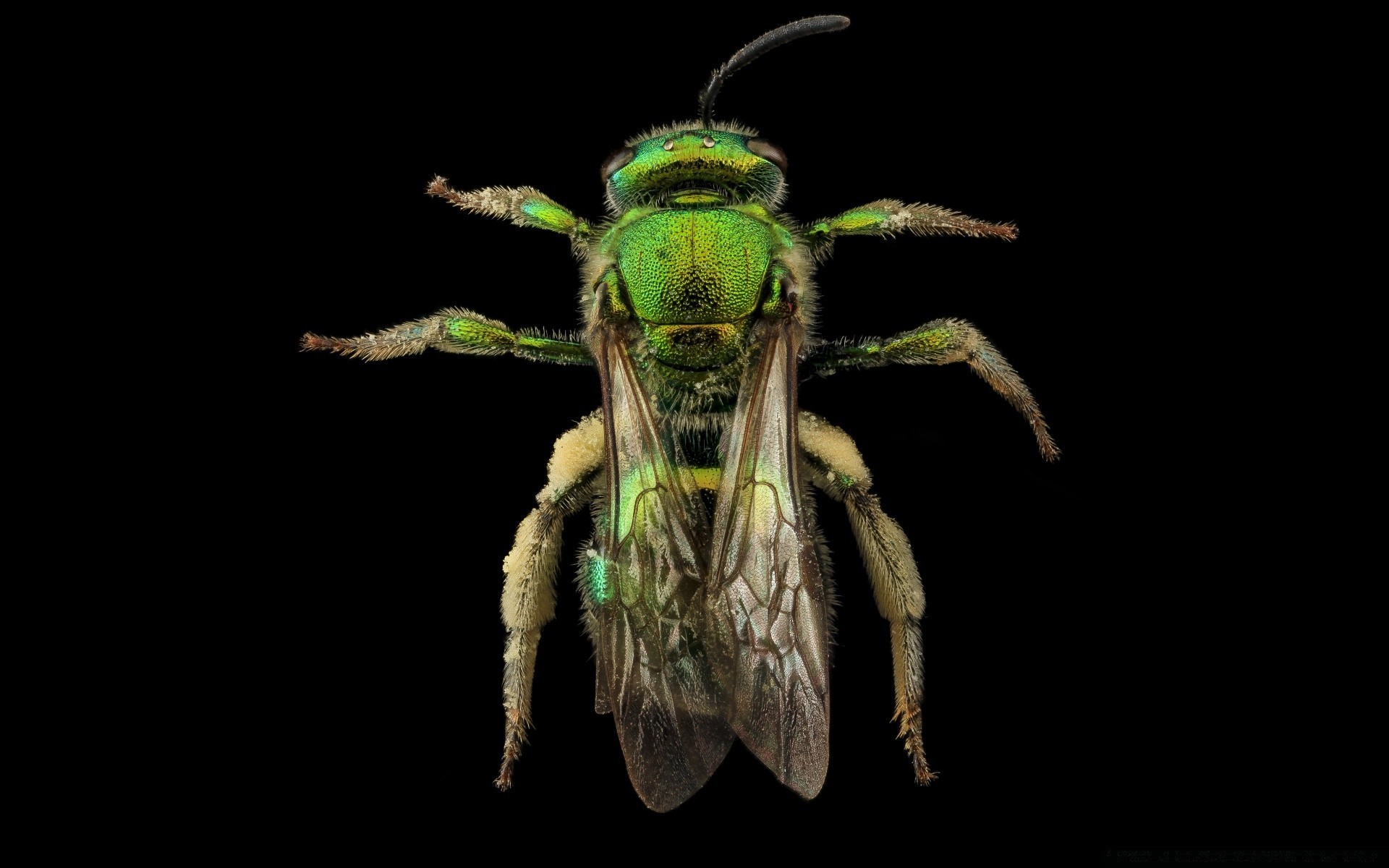 photographie macro insecte invertébré nature faune unique animal mouche biologie antenne entomologie bureau