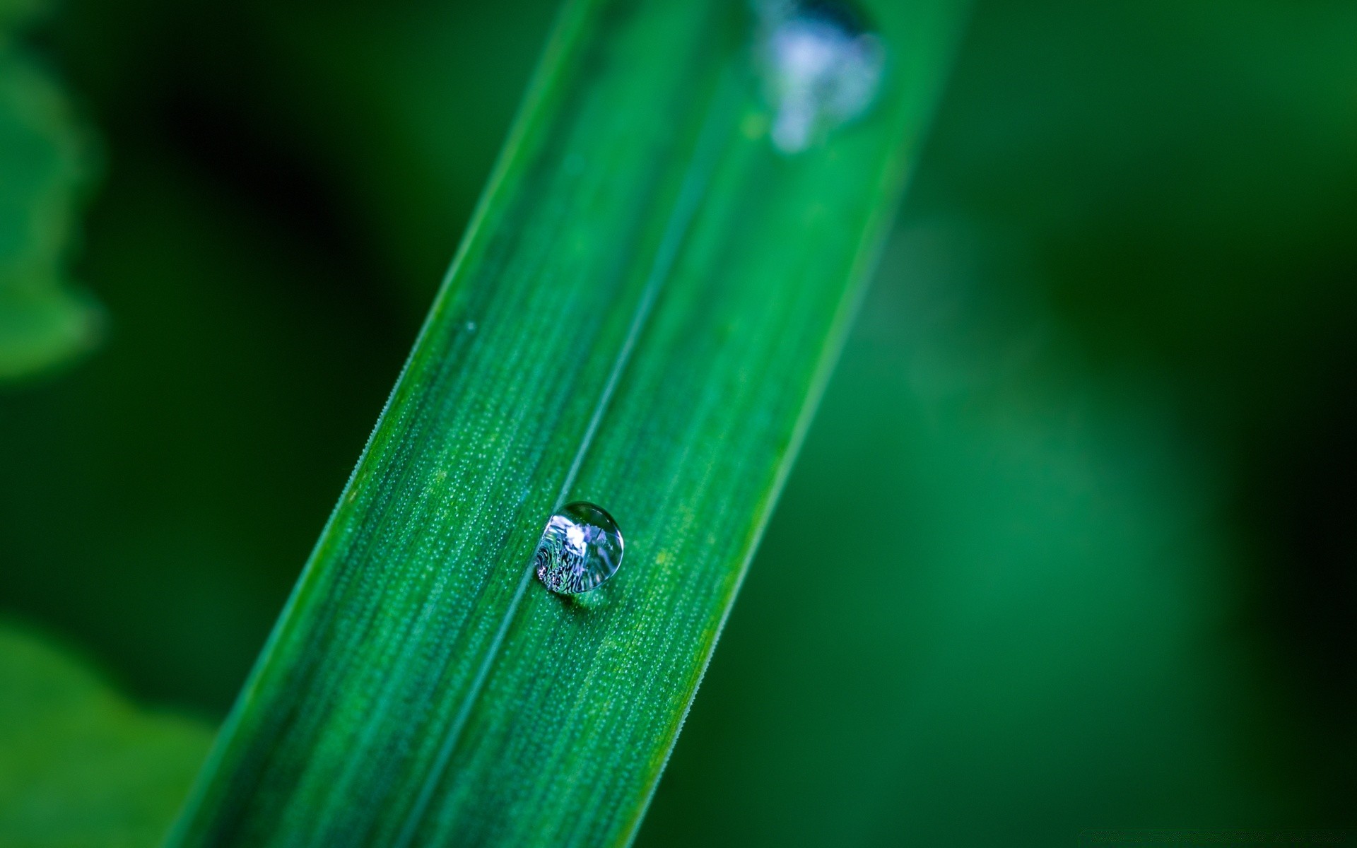 macro pioggia rugiada foglia natura insetto acqua goccia pulito all aperto erba