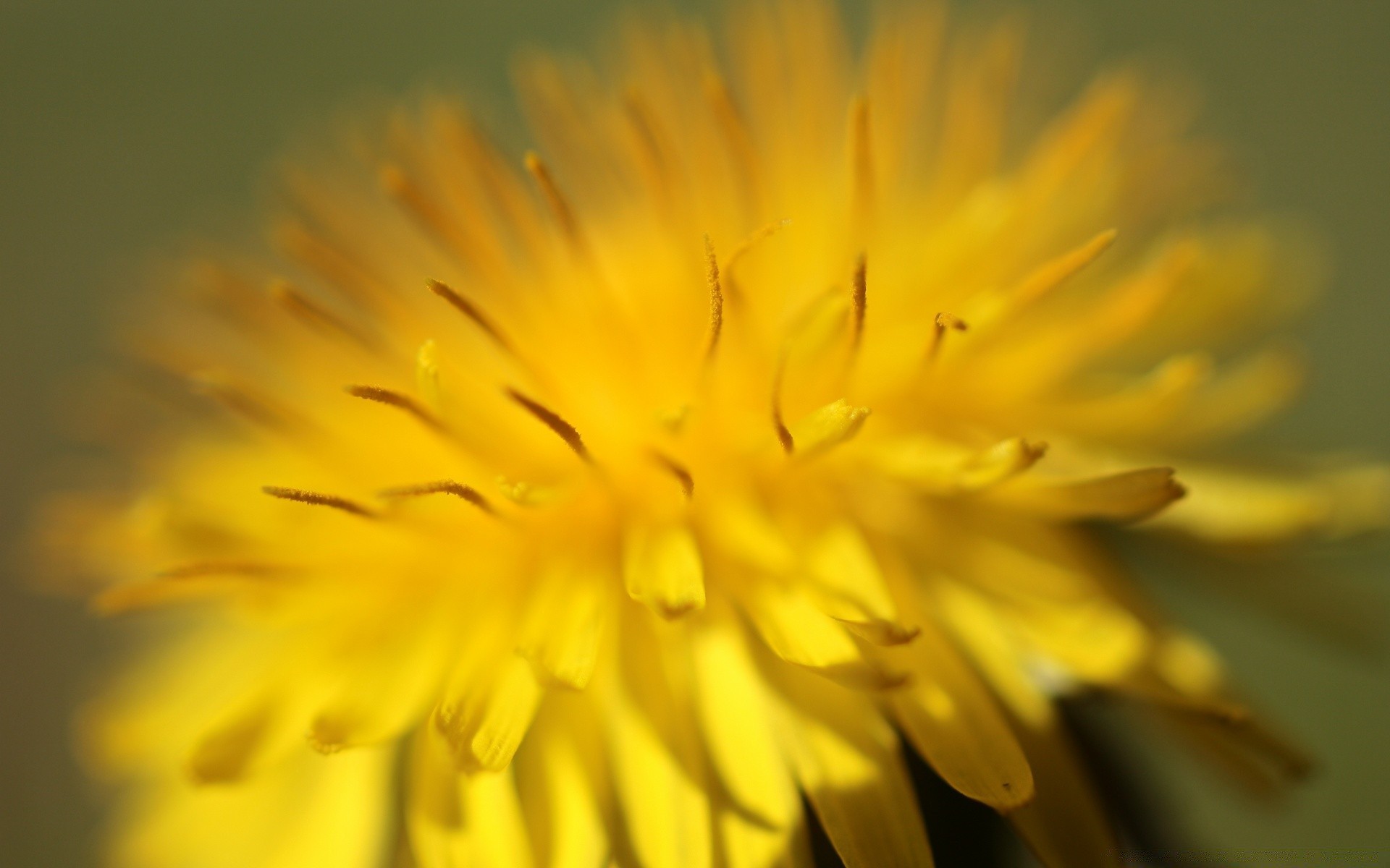 macro flor dente de leão natureza verão pétala flora desfocagem cor jardim blooming