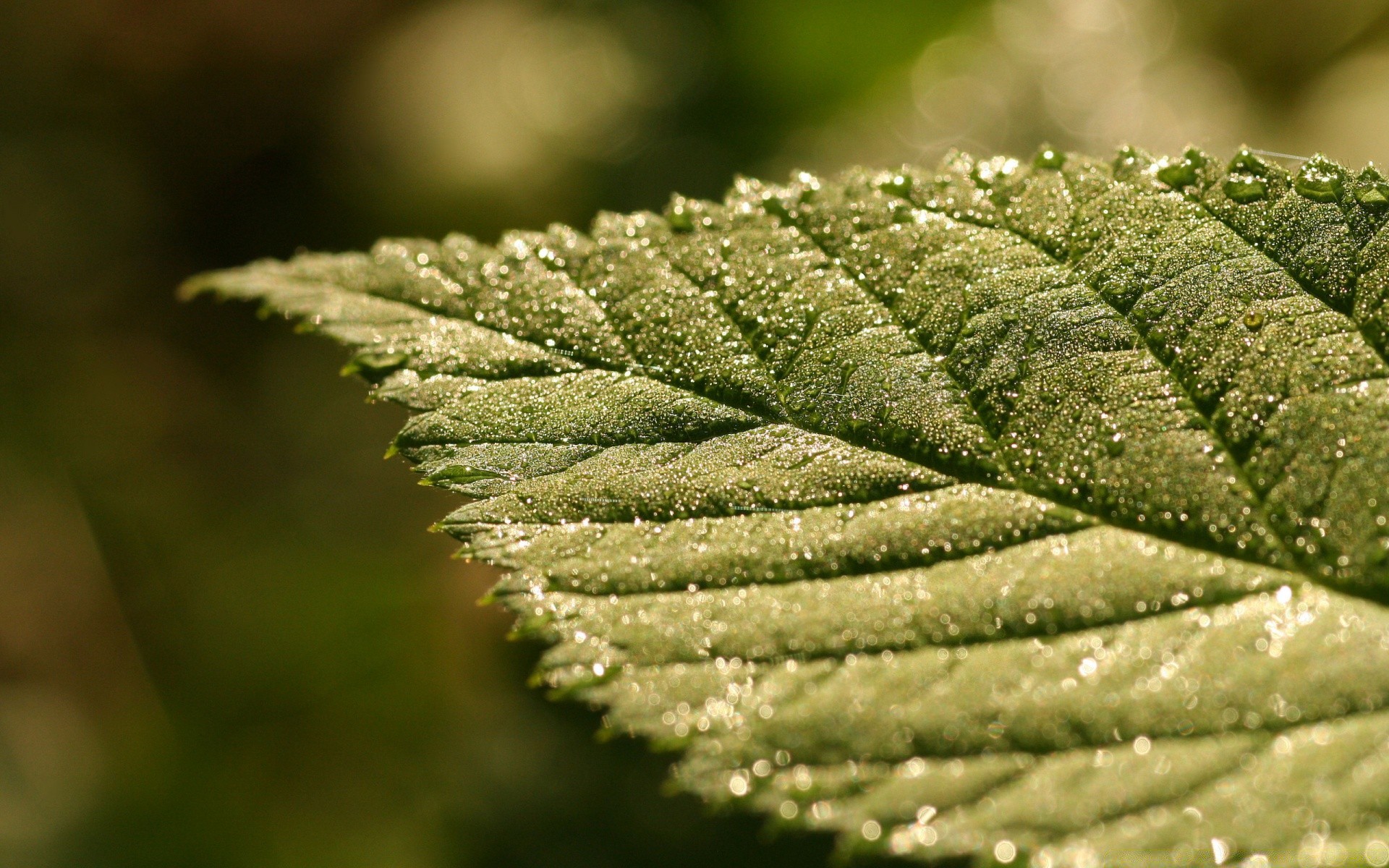 macro feuille nature à l extérieur flore croissance hiver arbre pluie gros plan