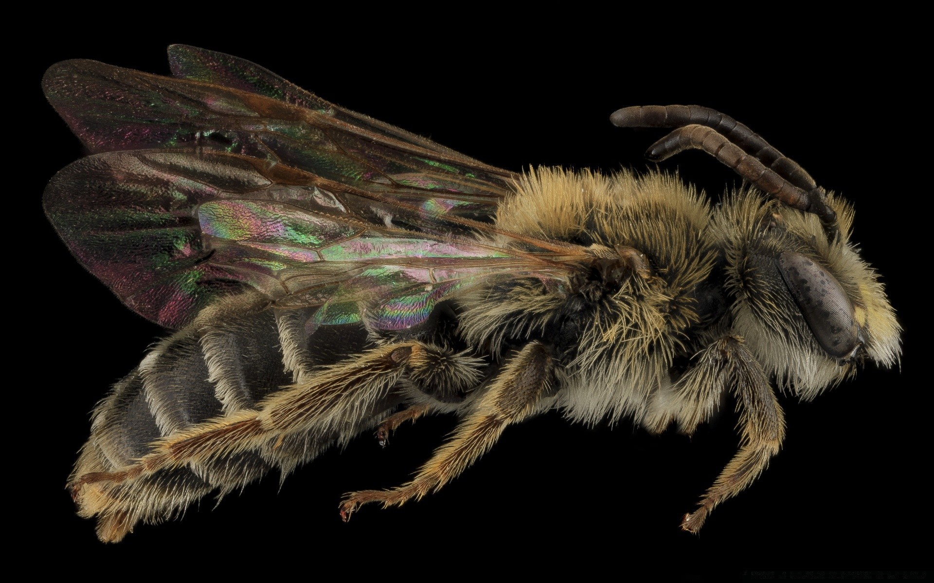 makroaufnahme insekt wirbellose natur tier tierwelt flügel schmetterling fliegen motte entomologie biologie garten behaart wild antenne