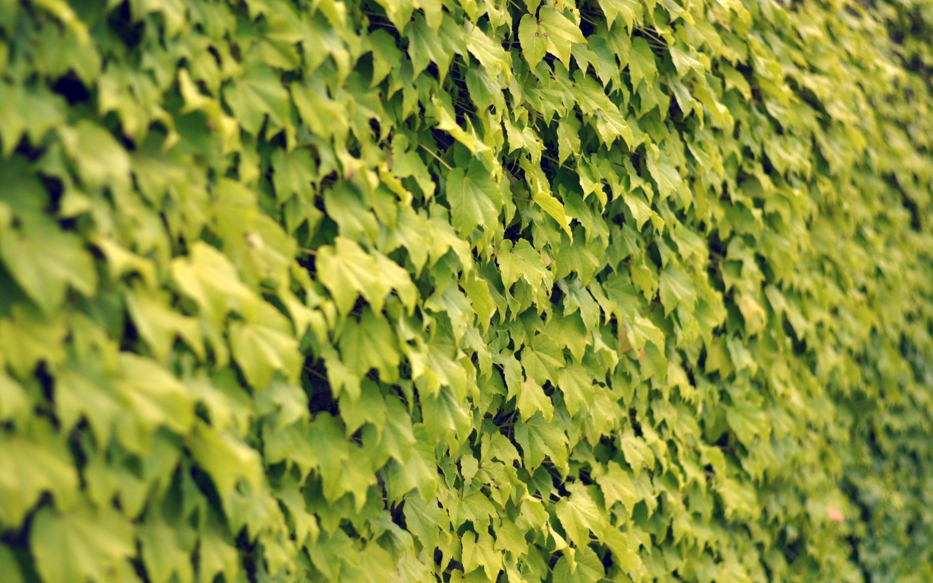 macro feuille bureau nature croissance flore à l extérieur modèle texture lumineux luxuriante bois papier peint ecologie été environnement résumé