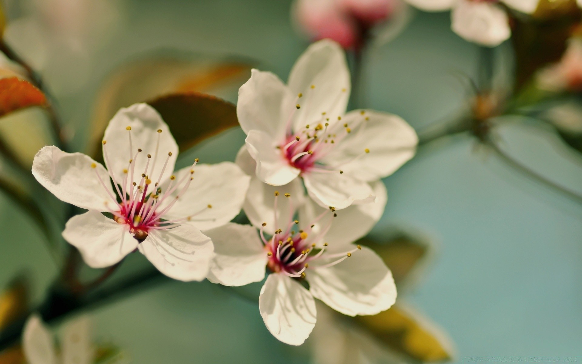 makro blume natur flora blatt garten kirsche blütenblatt blühen blumen zweig kumpel wachstum apfel schön baum sommer saison hell schließen