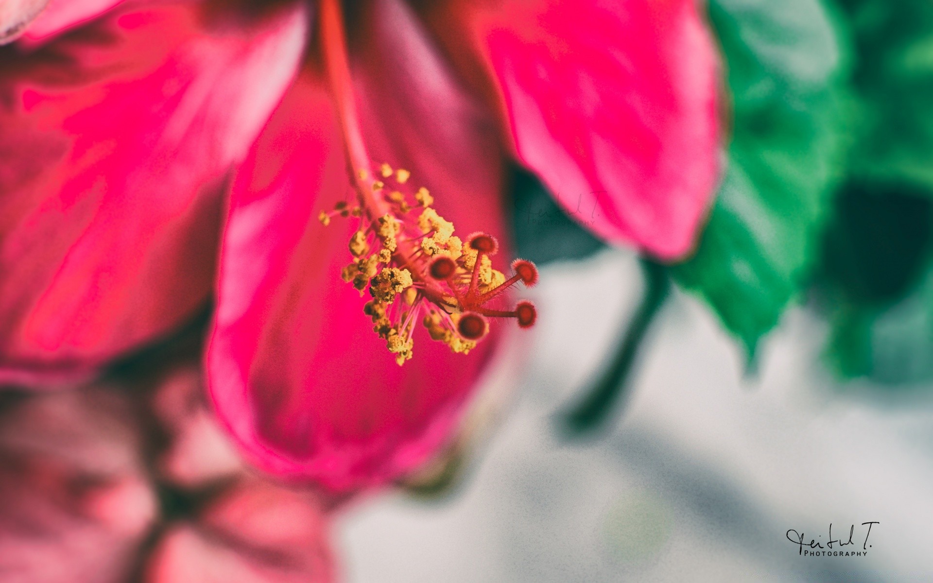 macro nature été feuille lumineux fleur romance à l extérieur flore croissance amour flou délicat tropical élégant