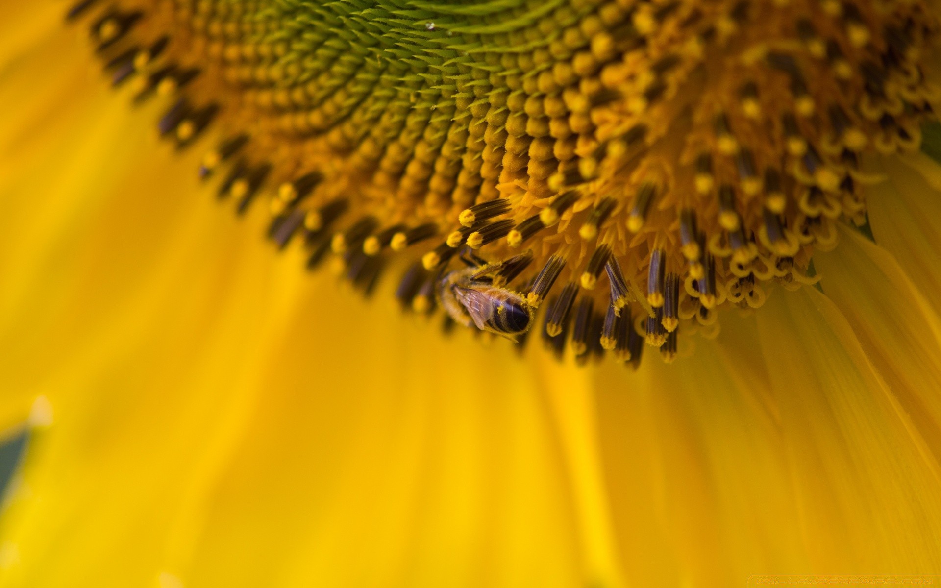 makroaufnahme natur pollen biene blume flora sommer insekt unschärfe hell sonnenblume wachstum farbe im freien garten desktop schließen