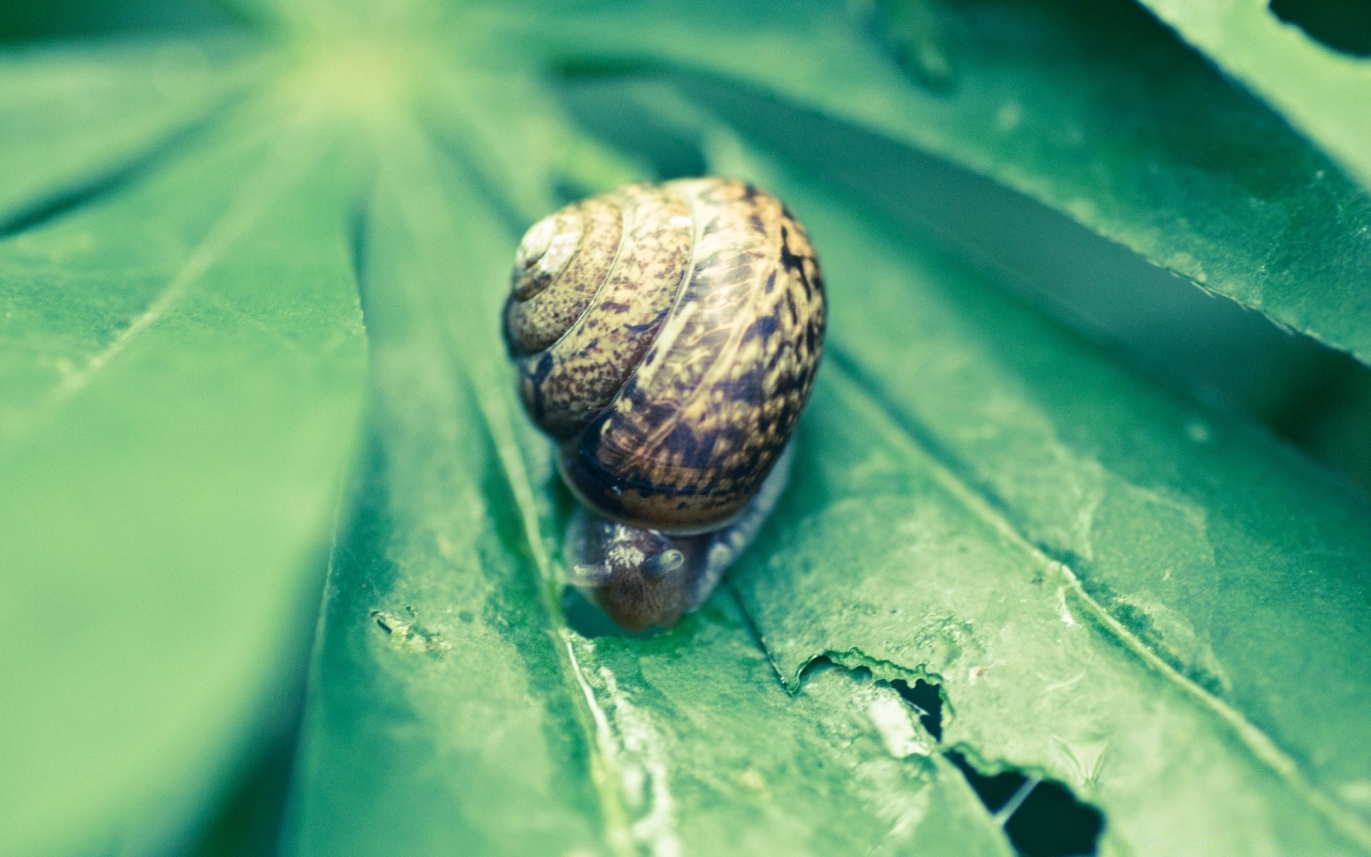 macro natura conchiglia bagnato molluschi lumaca cibo gasteropode desktop giardino invertebrati lento primo piano biologia poco