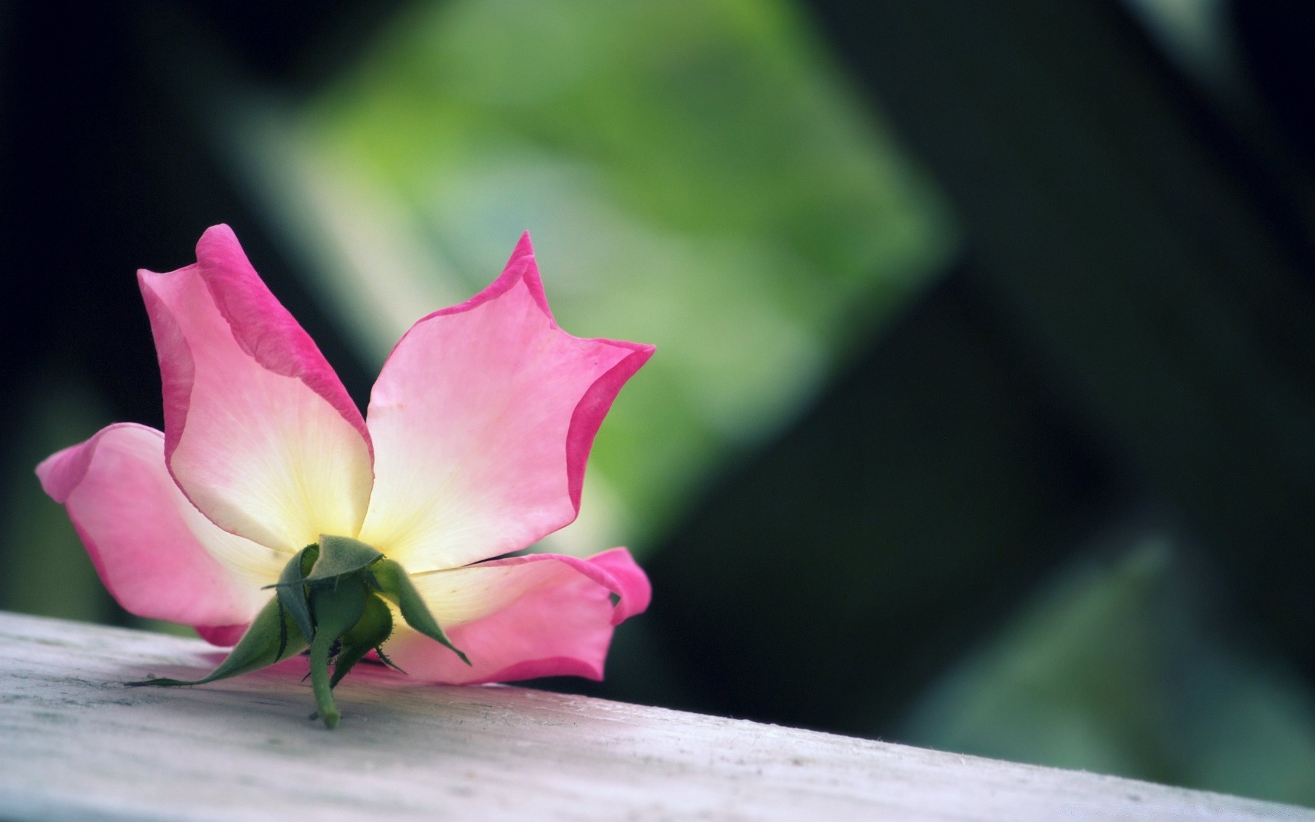 macro flower nature leaf garden flora summer