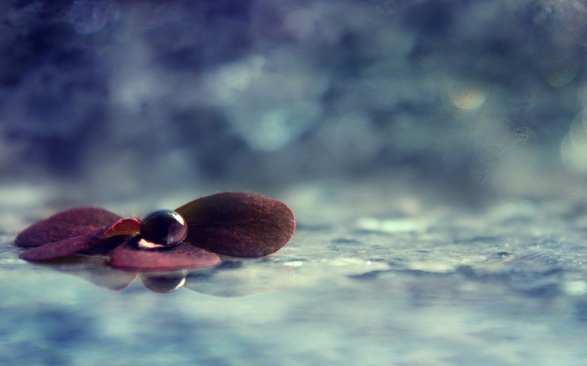 macro water nature reflection bird blur lake sun