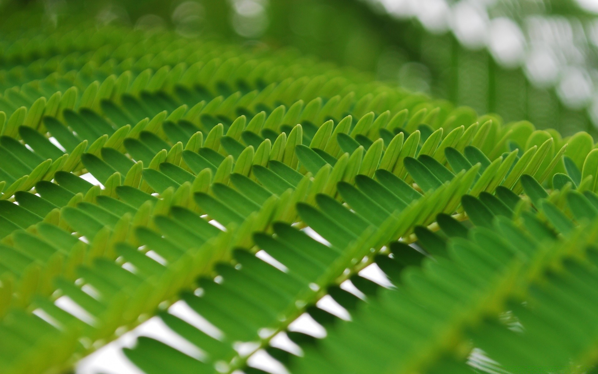 makro liść flora wzrost natura lato ogród bujny deszcz świeżość zbliżenie środowisko pulpitu fern