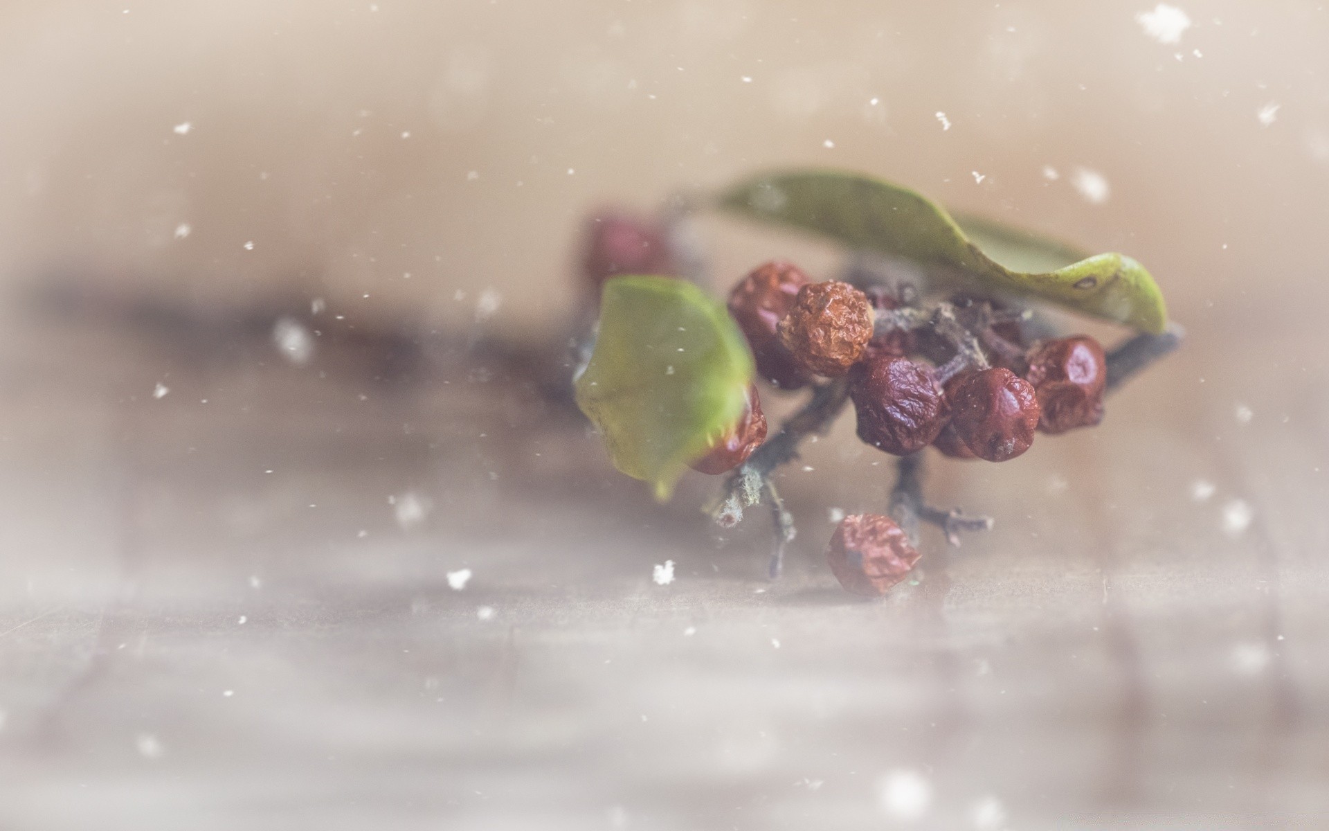 macro food water blur motion grow wet still life fruit