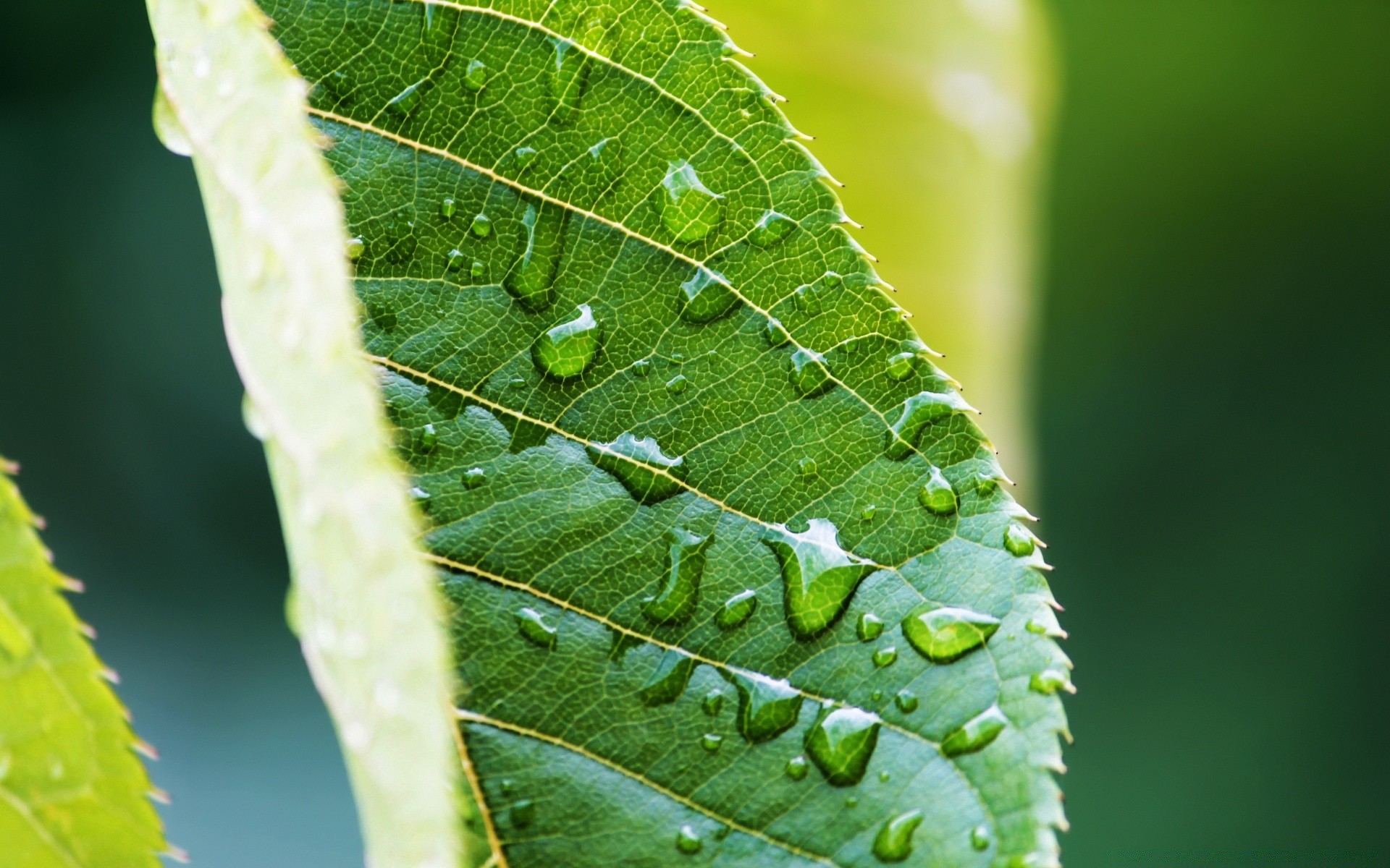 macro feuille flore nature pluie croissance chute environnement rosée ecologie jardin veines humide biologie gros plan gouttes été à proximité