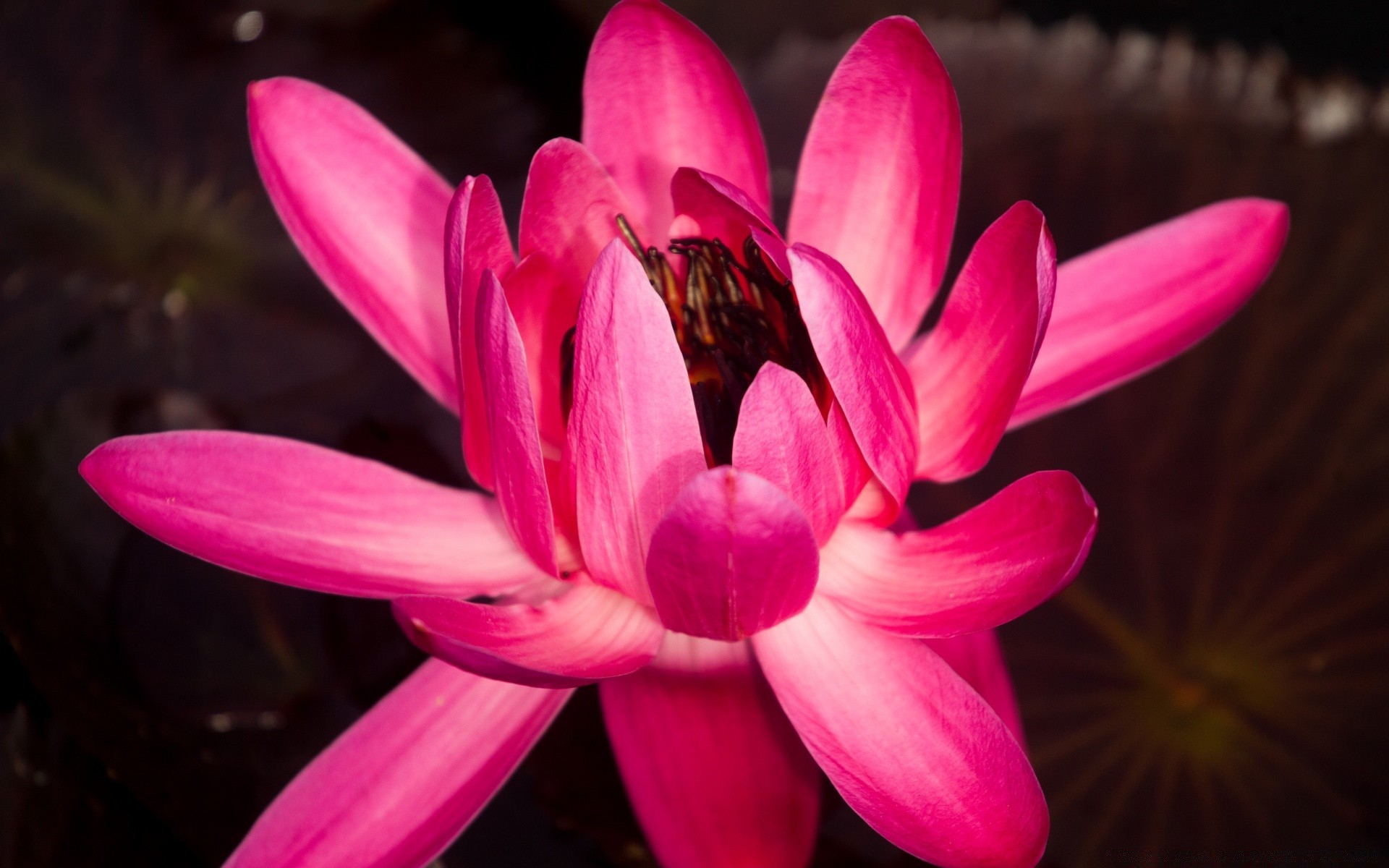 macro flower flora petal nature blooming floral garden beautiful lily color leaf exotic close-up tropical summer botanical romantic