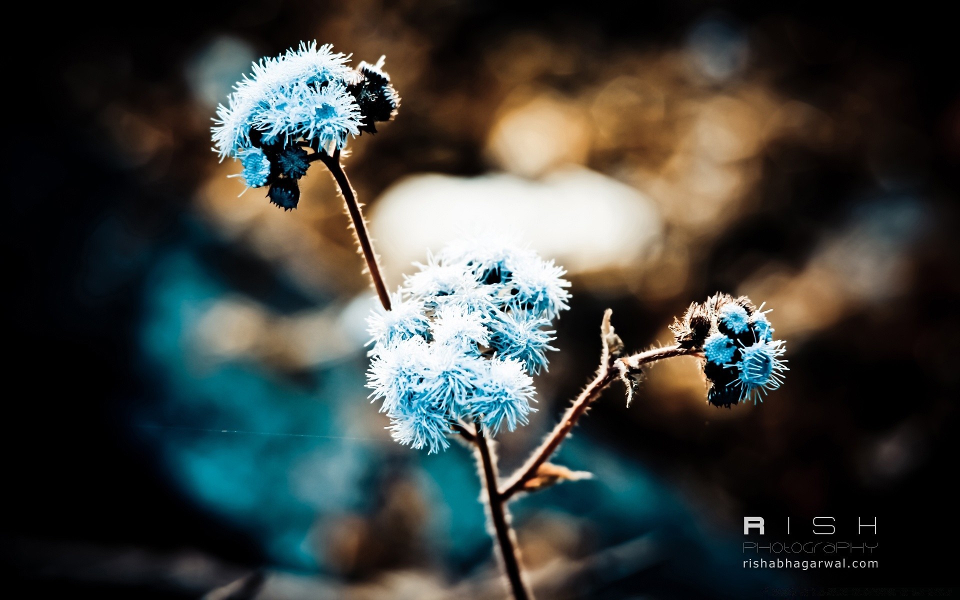 macro natura all aperto flora fiore estate inverno