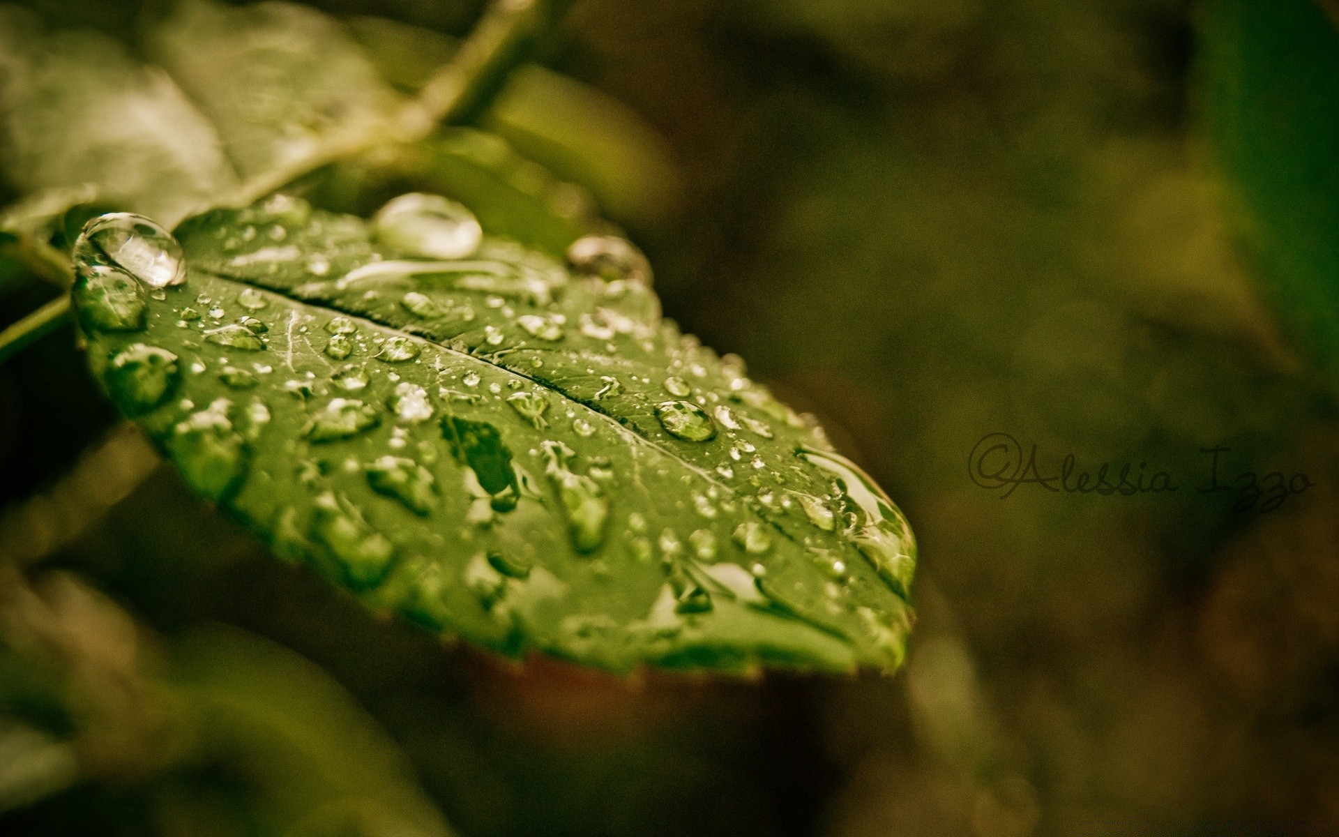 macro pluie feuille chute nature humide rosée eau flore flou croissance jardin