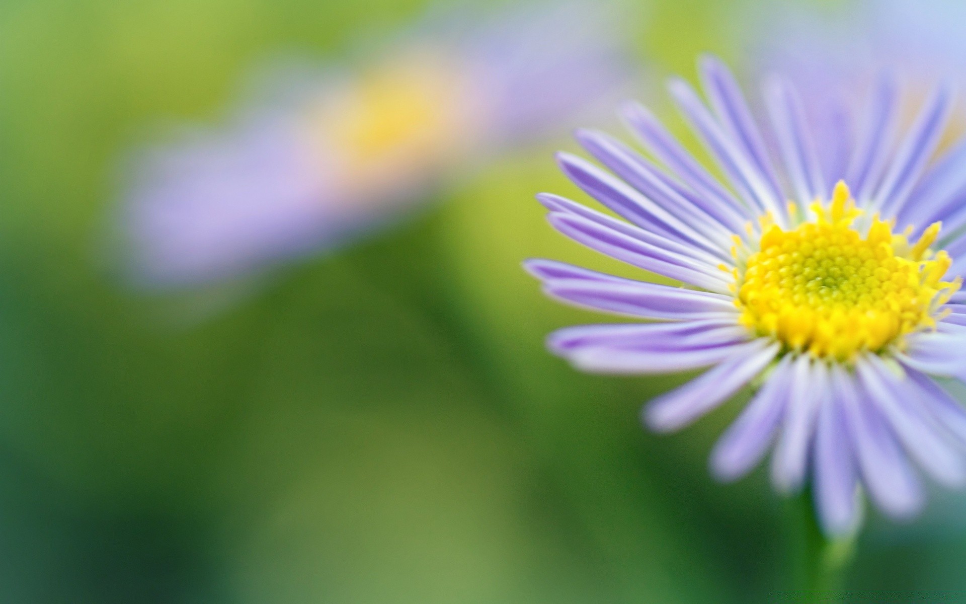 makroaufnahme natur flora sommer blume blatt garten hell unschärfe wachstum farbe gras im freien gutes wetter schließen