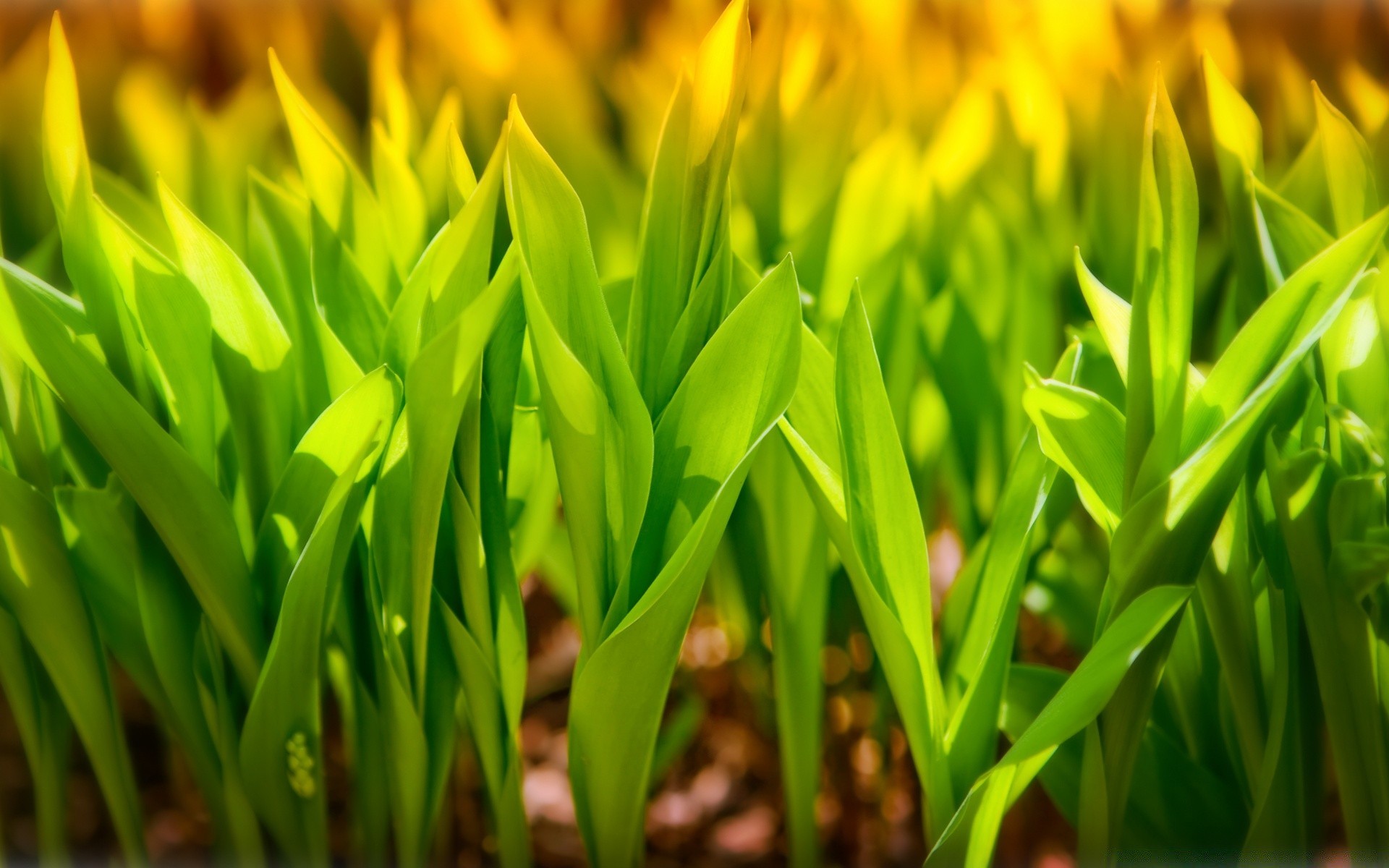 macro grass growth leaf flora nature summer garden field hayfield lawn bright fair weather easter season sun rural outdoors