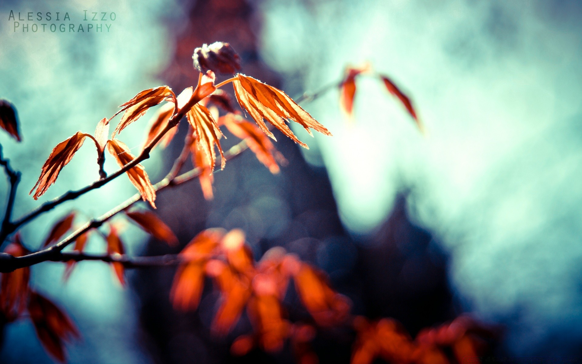 macro desenfoque llama al aire libre otoño invierno