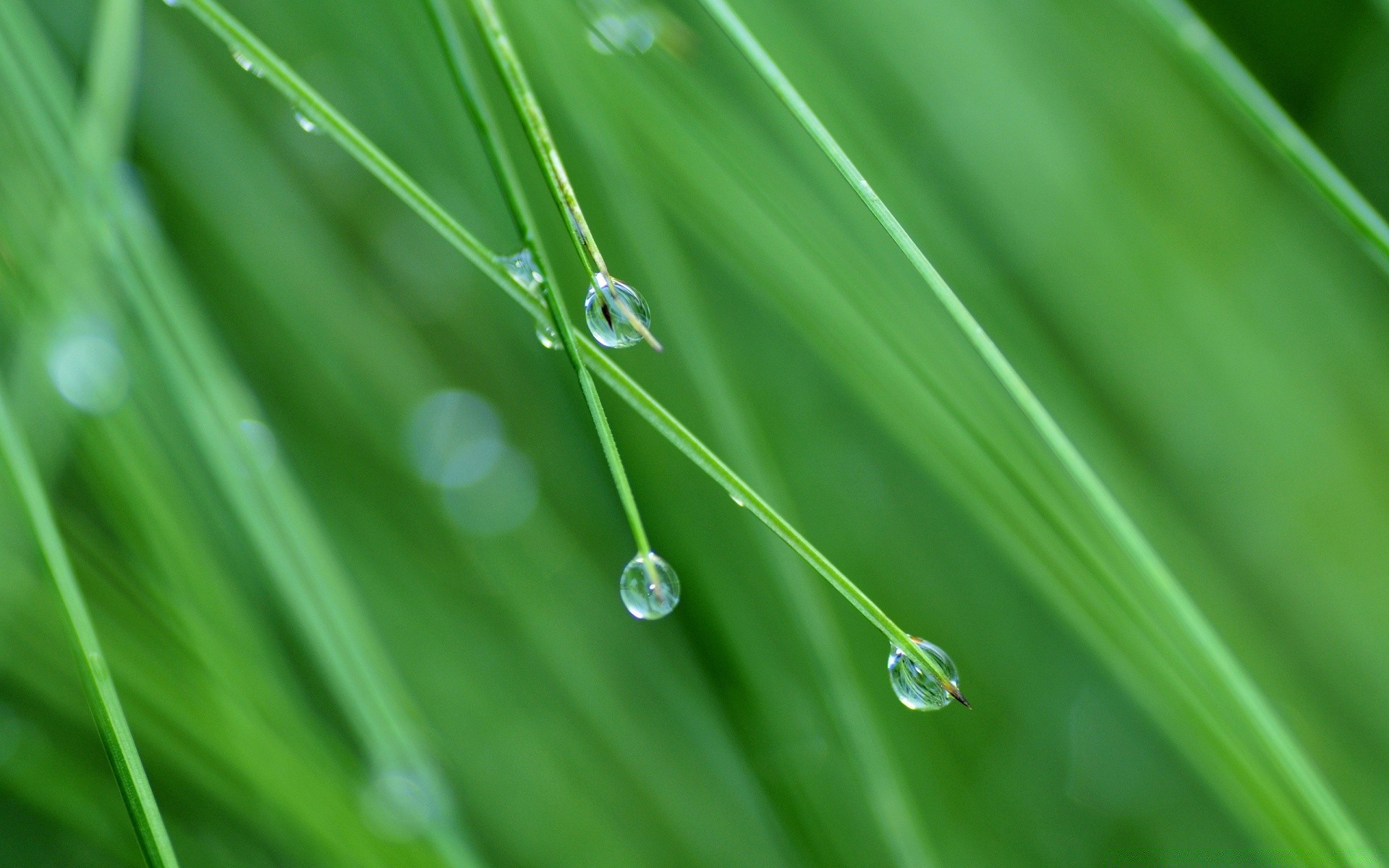 macro dew drop rain leaf flora droplet growth blade grass freshness purity environment wet lush lawn garden raindrop nature environmental