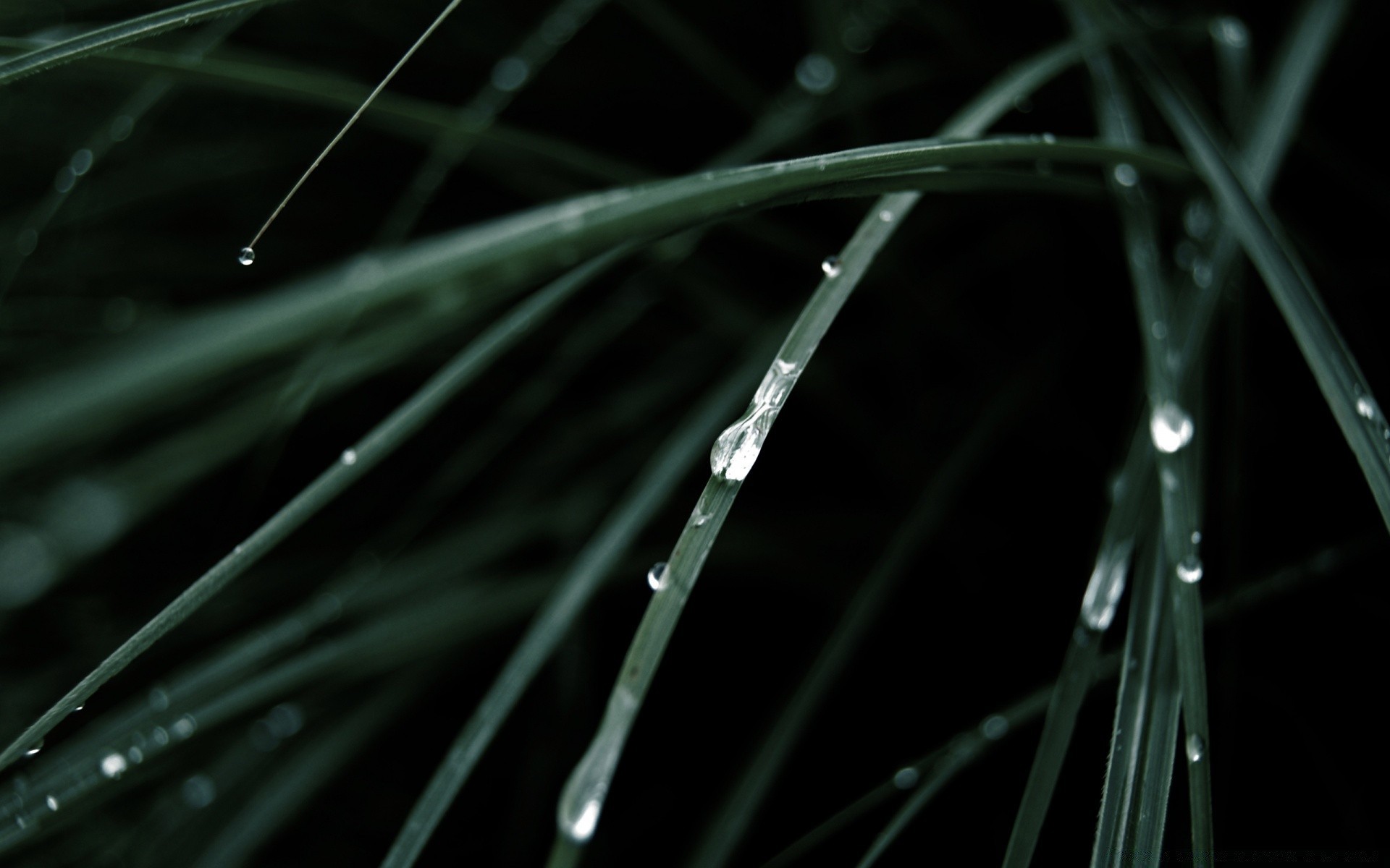 makroaufnahme regen morgendämmerung tau blatt tropfen natur flora wachstum im freien garten