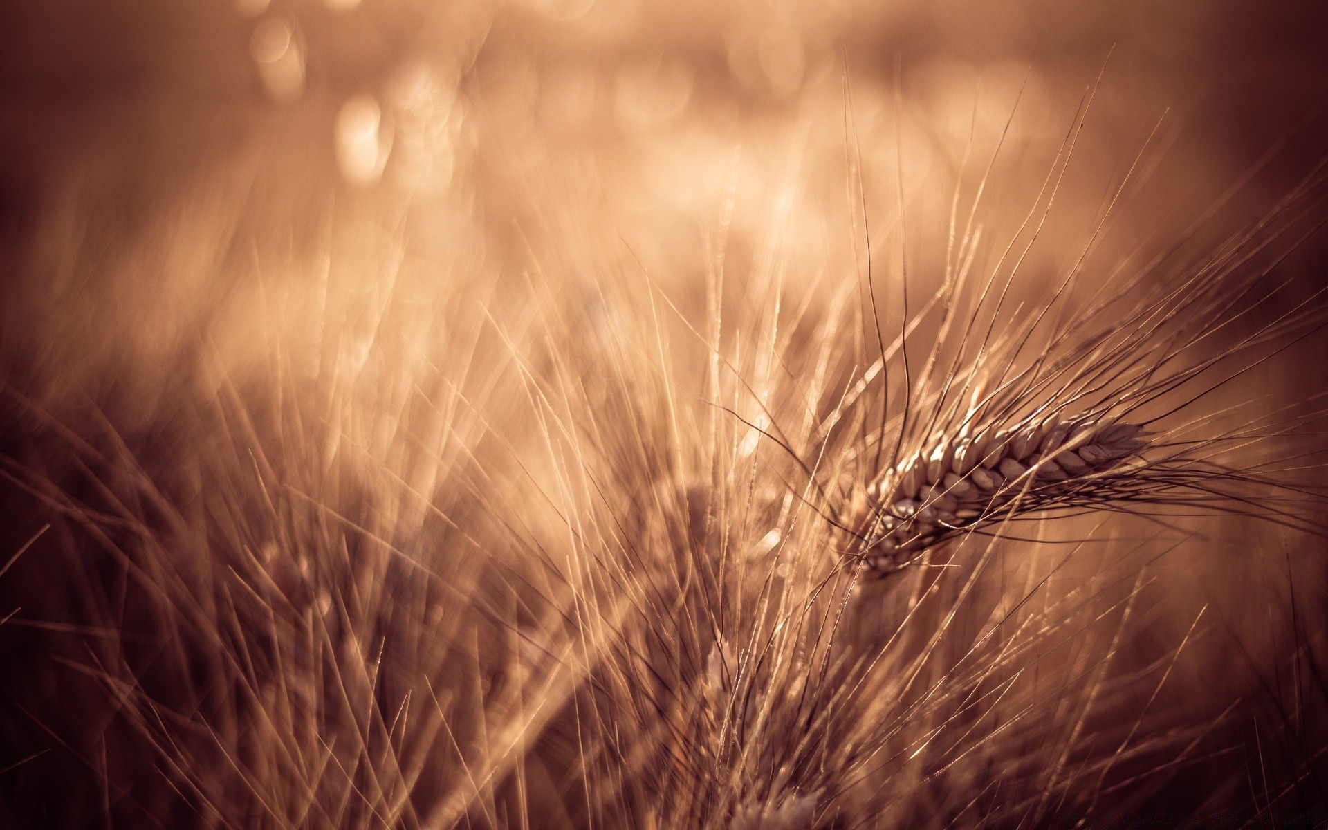 makro weizen getreide feld ländlichen mais weide samen gold ernte stroh brot sonne bauernhof roggen natur gras morgendämmerung monochrom landwirtschaft