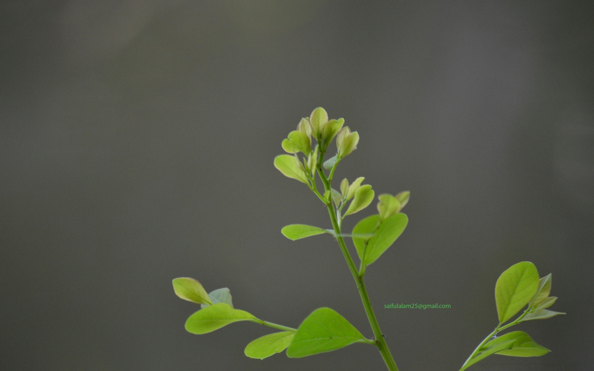 macro leaf growth flora nature ecology sprout flower blur tree garden environment summer branch