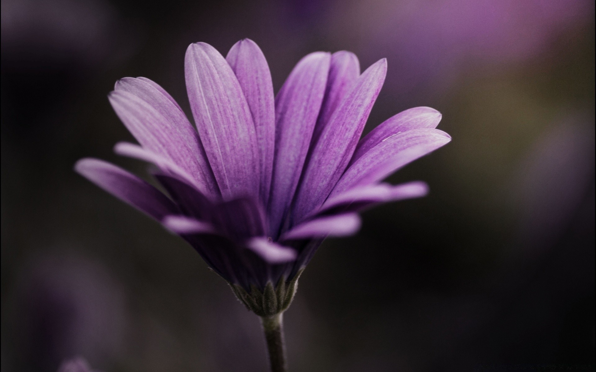 macro natura fiore flora giardino estate petalo fiore foglia luminoso colore floreale crescita delicato