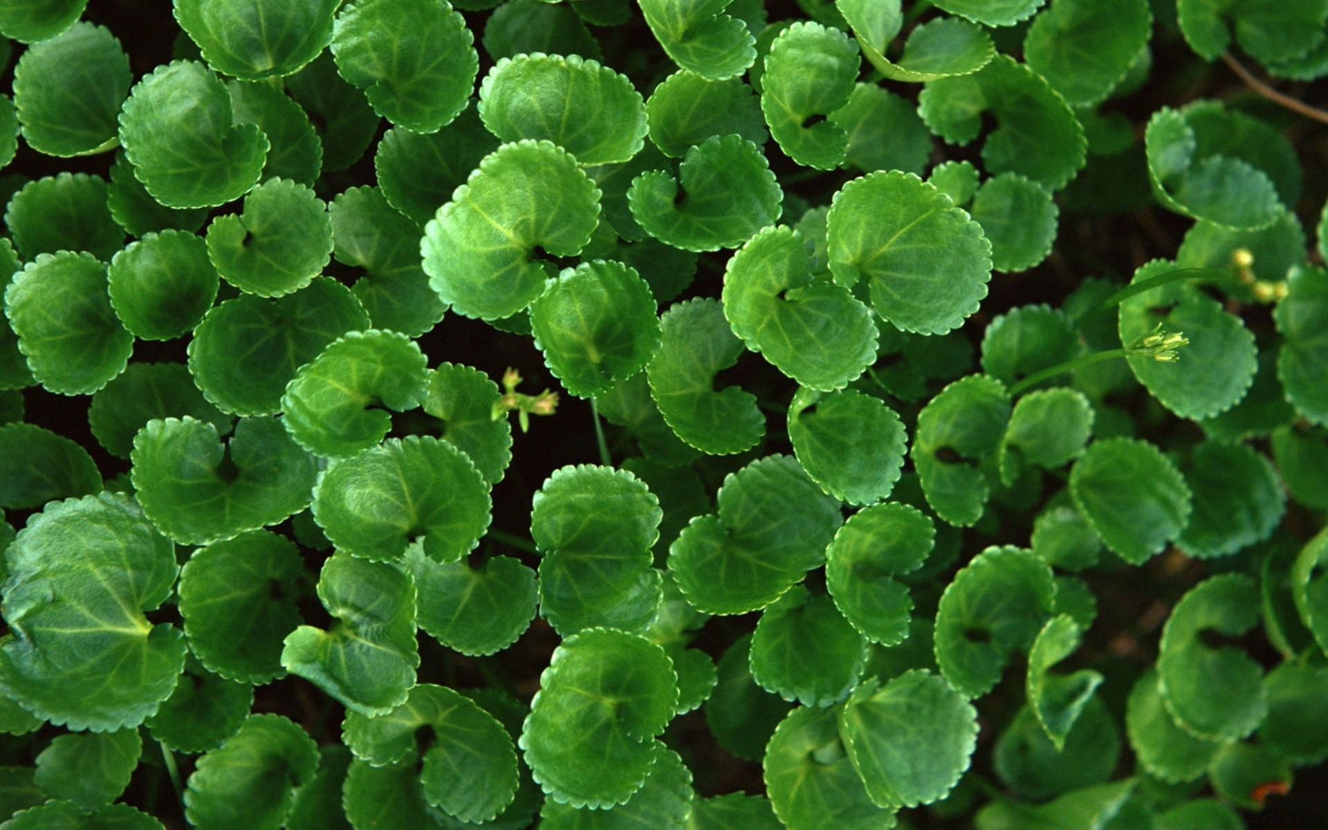 macro leaf flora desktop nature garden close-up freshness environment medicine texture growth food close pattern