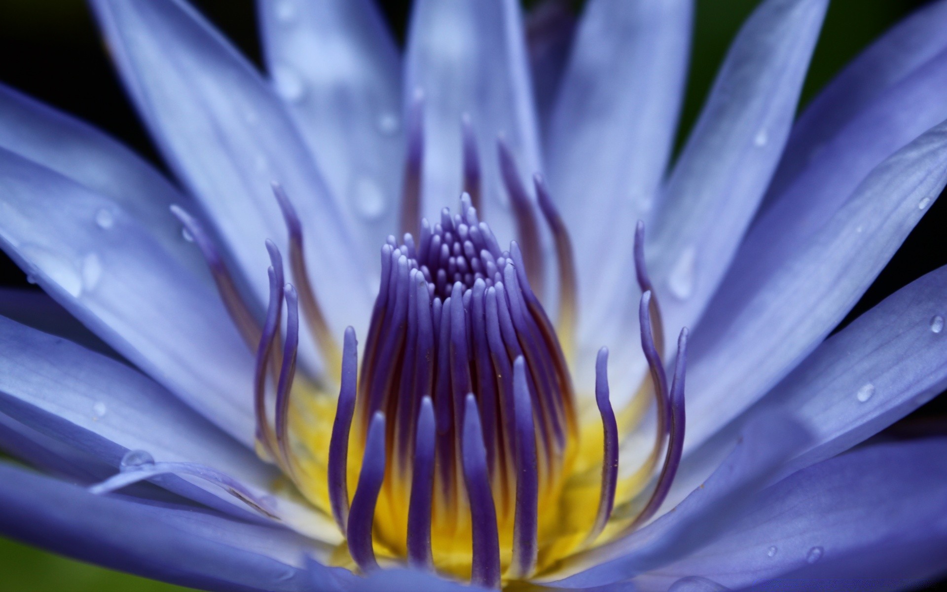 macro flower nature flora summer petal leaf garden blooming delicate beautiful floral close-up bright lily color pollen botanical