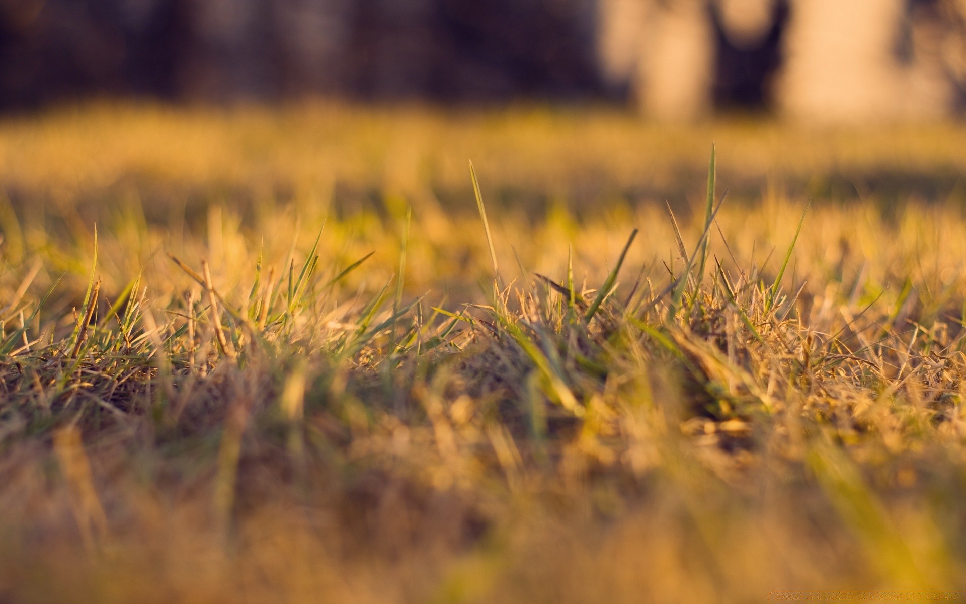 macro herbe champ nature croissance soleil coucher de soleil paysage aube été foin rural beau temps à l extérieur or pâturage automne ferme pays agriculture