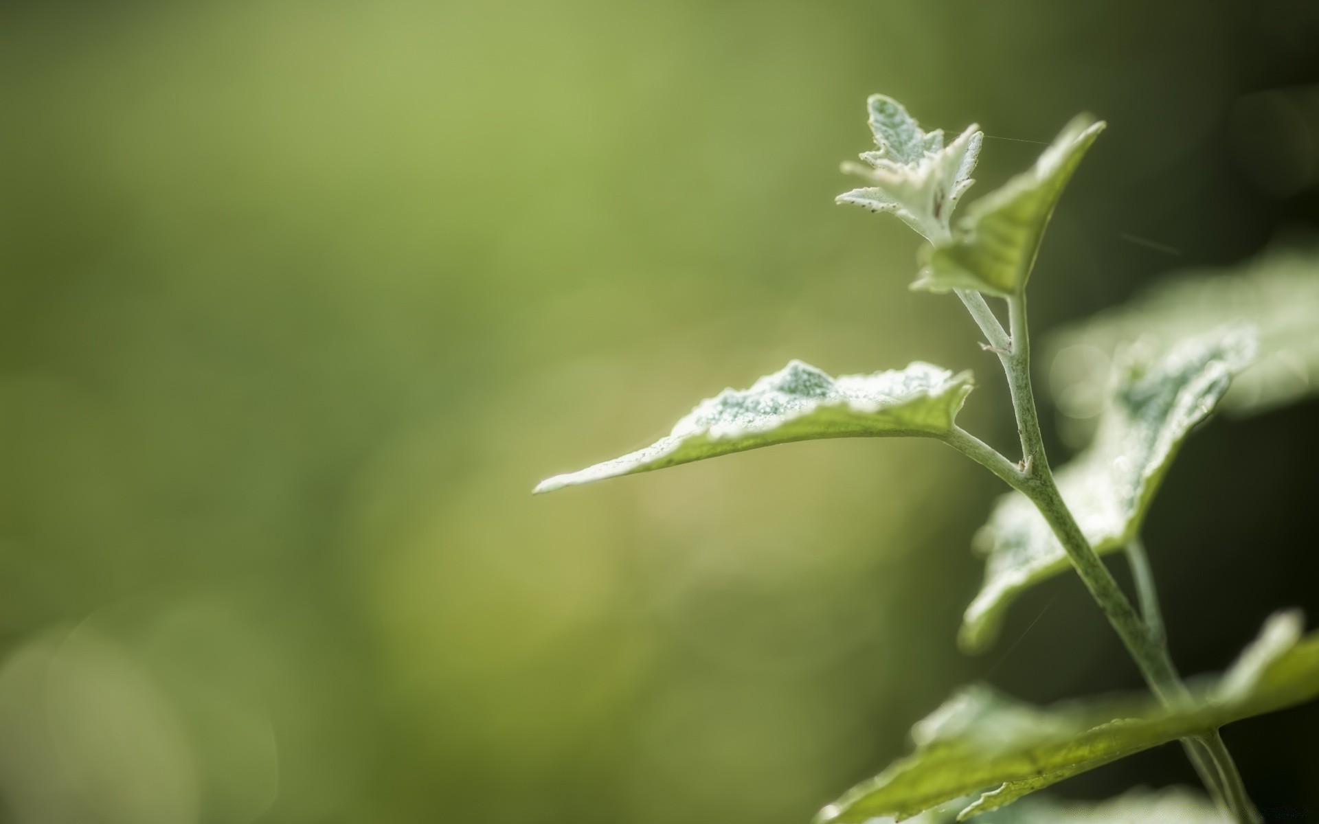 macro hoja flora naturaleza crecimiento desenfoque jardín flor verano al aire libre caída hierba dof color lluvia primer plano medio ambiente