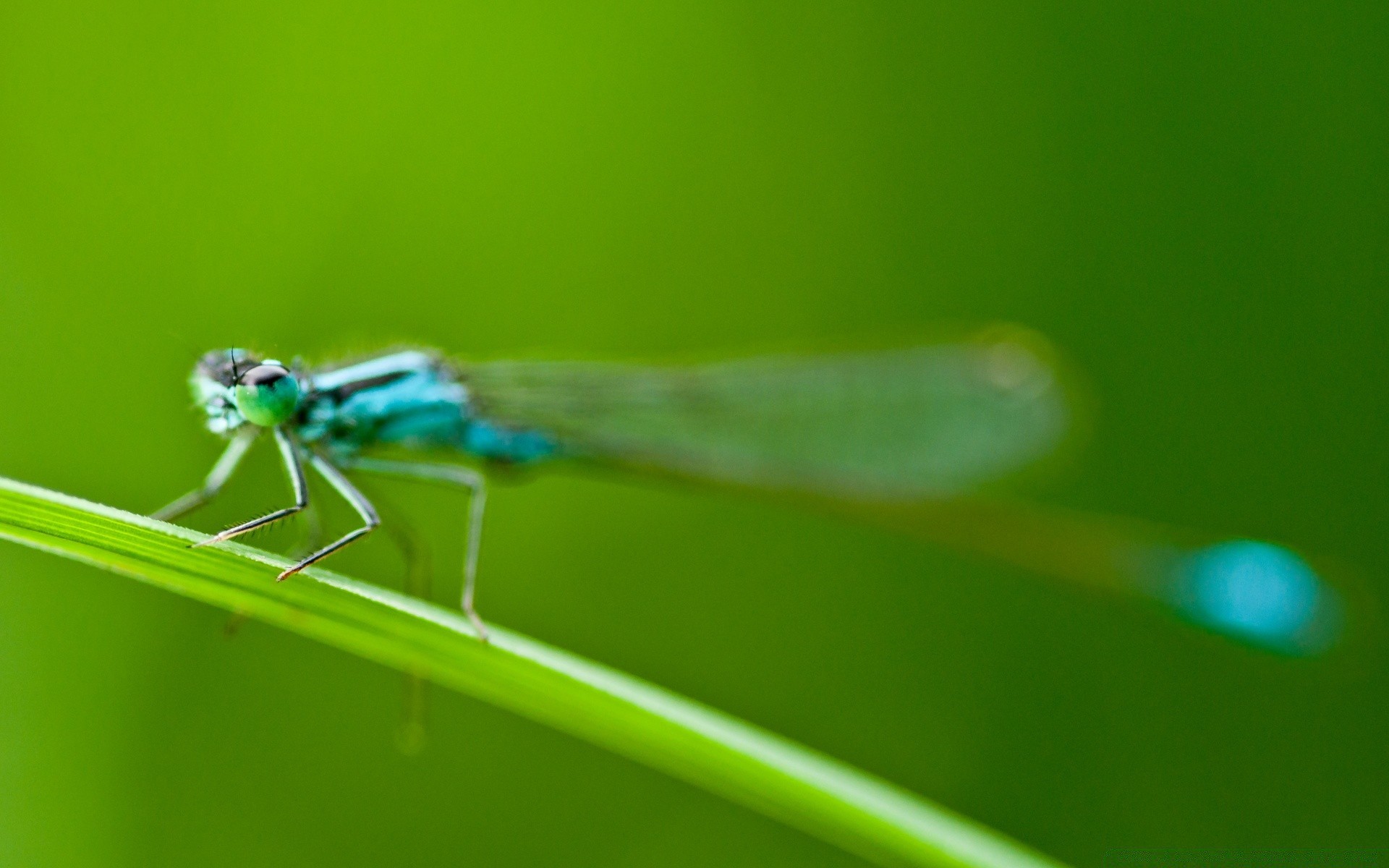 makro insekt natur blatt tierwelt libelle tau tier fliegen regen wenig damselfly