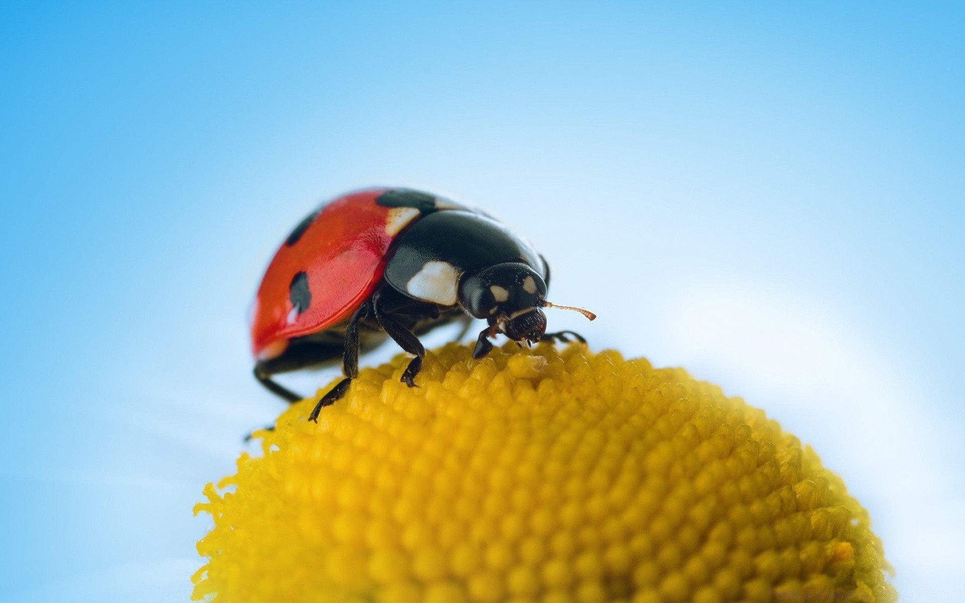 macro insecte coccinelle coléoptère nature biologie bureau été couleur gros plan voler à l extérieur flore