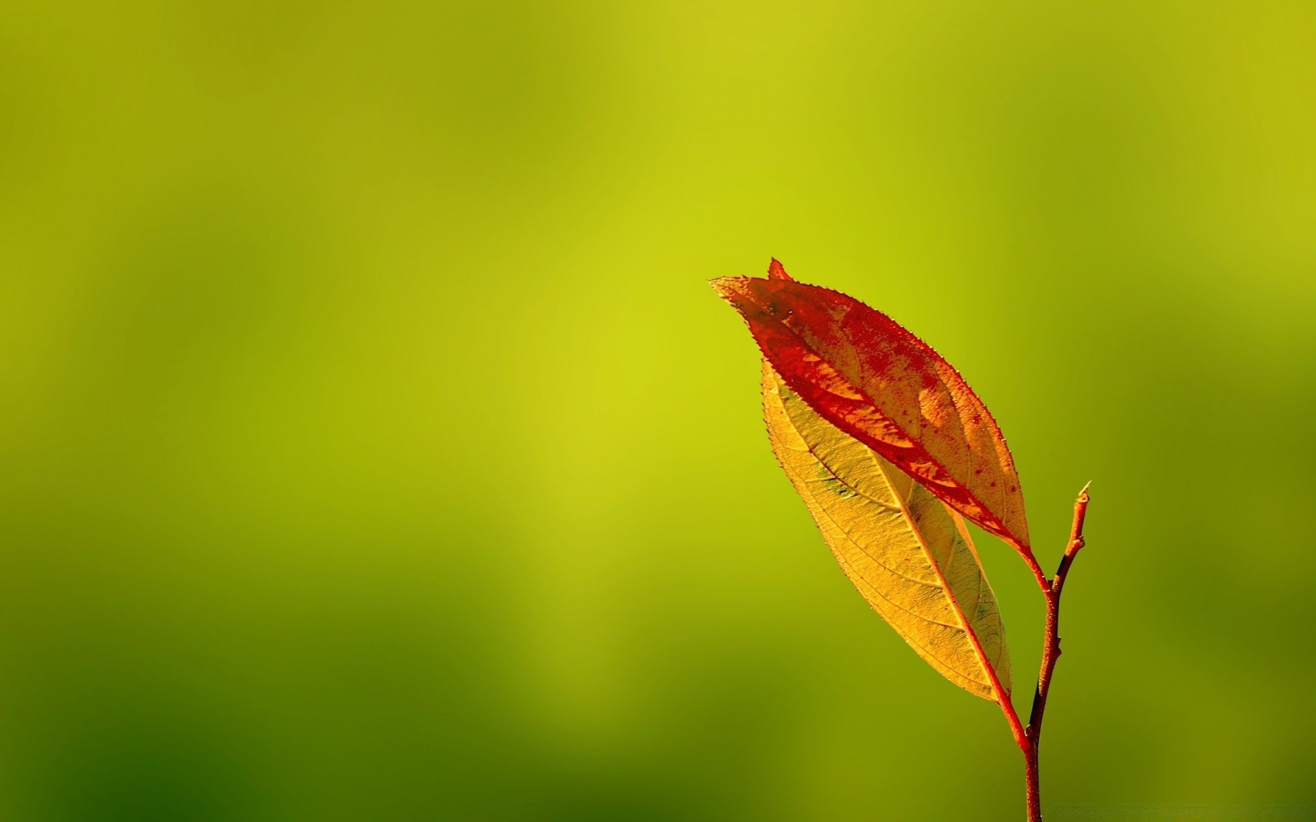 macro leaf nature flora growth dew summer bright rain blur flower