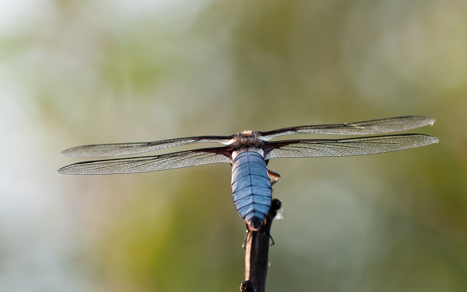 makro owad ważka natura przyrody na zewnątrz bezkręgowców światło dzienne zwierząt