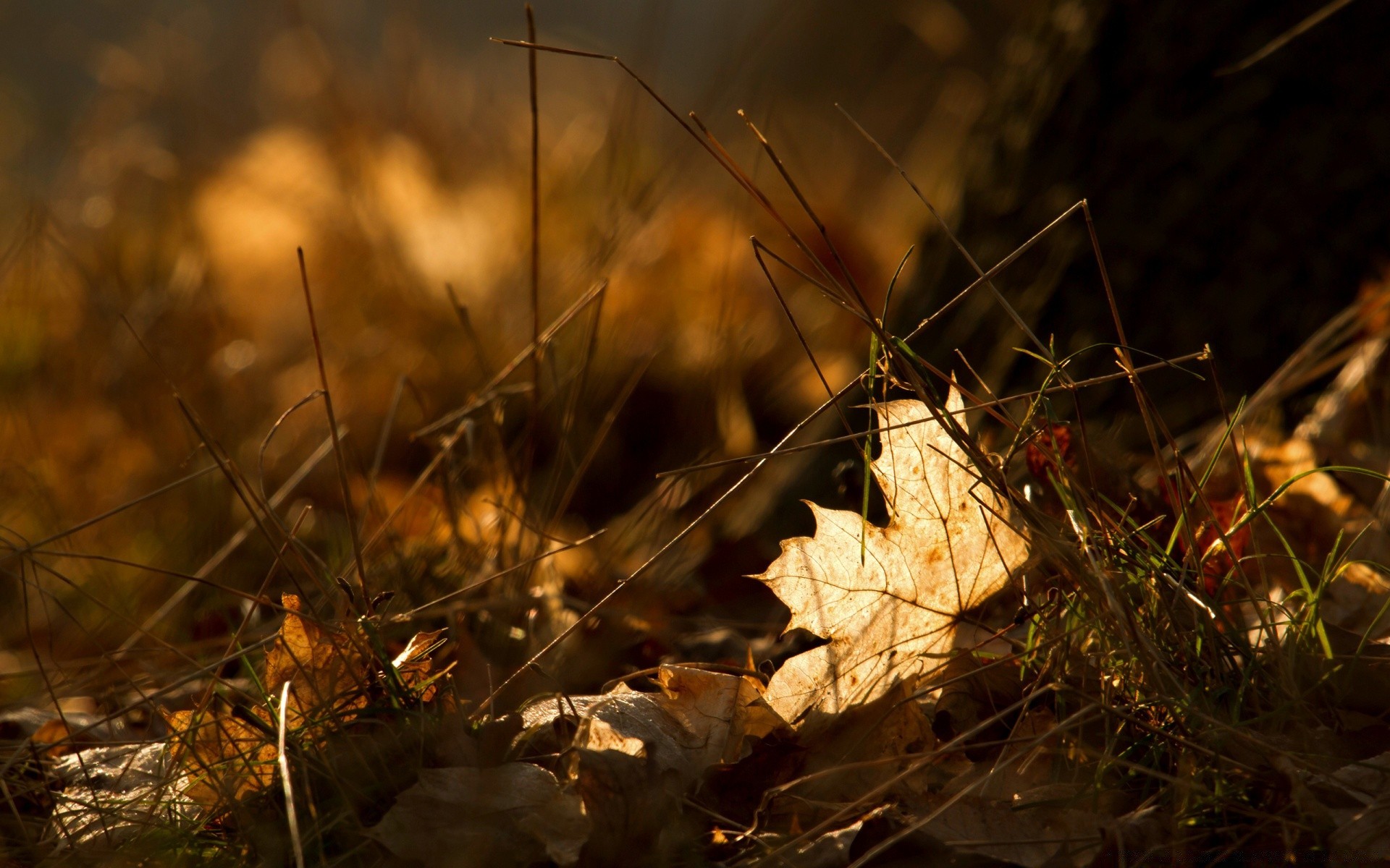 makroaufnahme herbst blatt natur holz holz licht im freien saison gras flora sonne umwelt farbe garten morgendämmerung